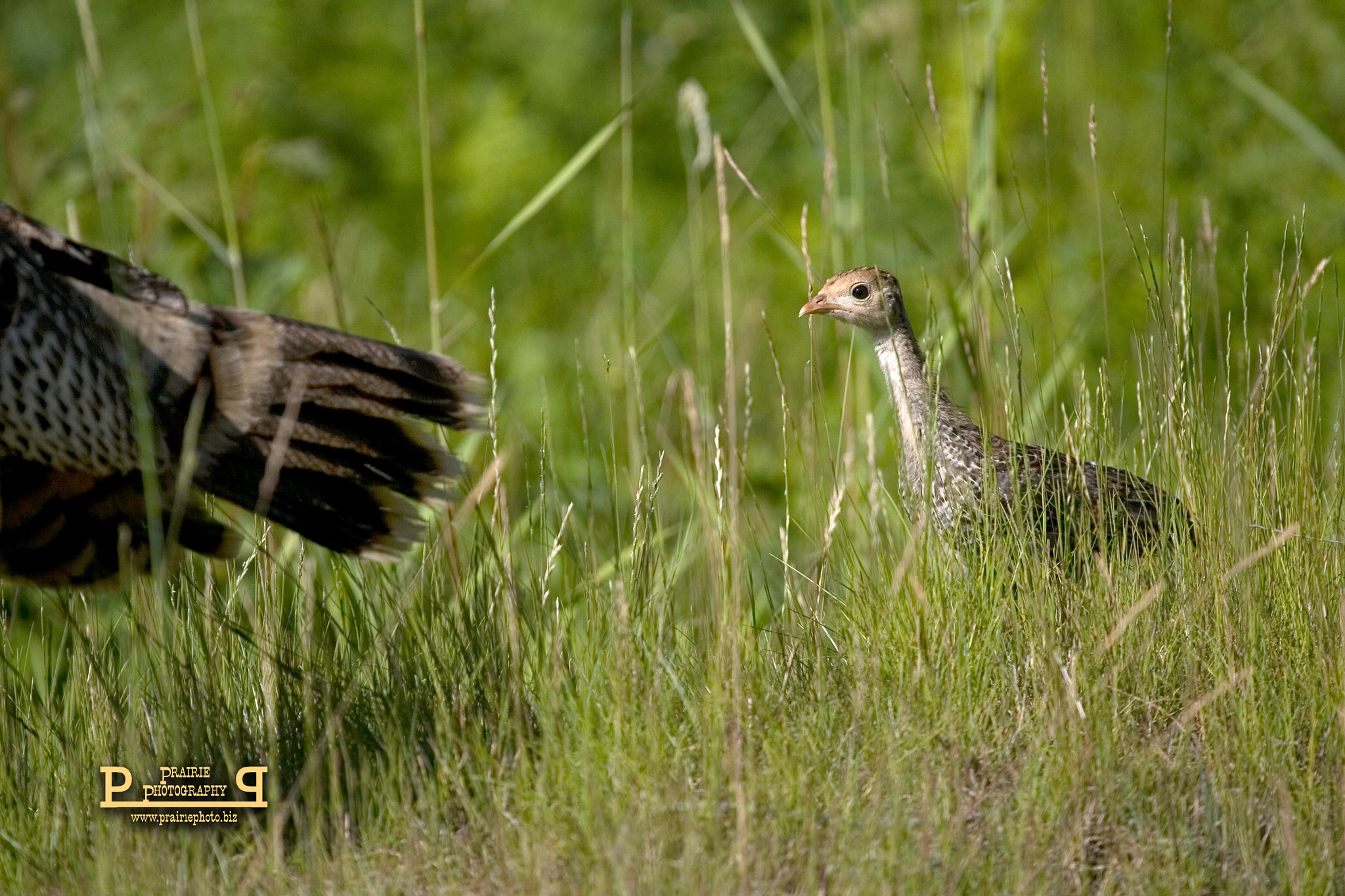 Canon EOS-1D Mark II N + Canon EF 100-400mm F4.5-5.6L IS USM sample photo. Turkey and poult photography