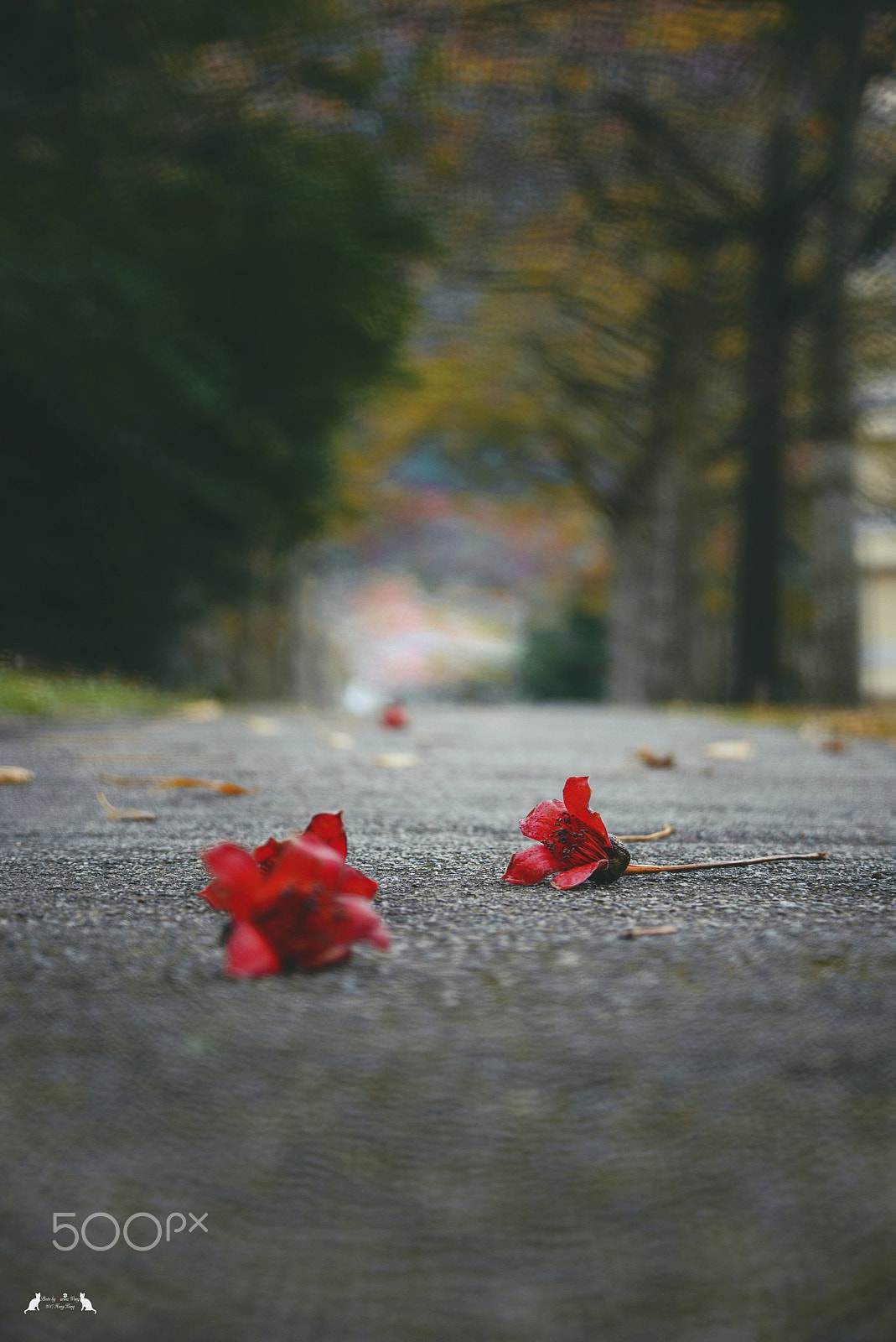 Nikon D800E sample photo. Falling photography