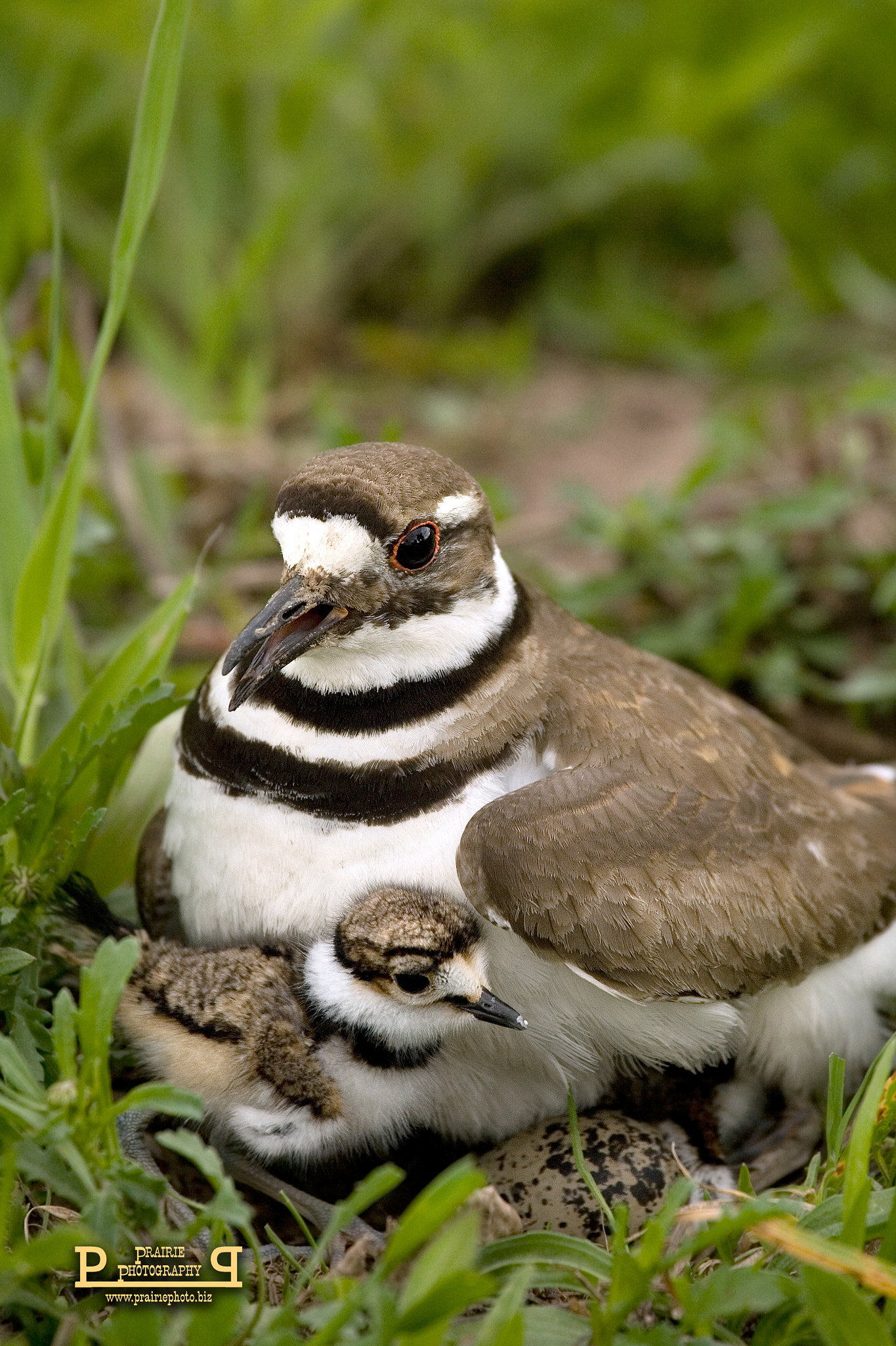 Canon EOS-1D Mark II N sample photo. Killdeer chick and egg. photography