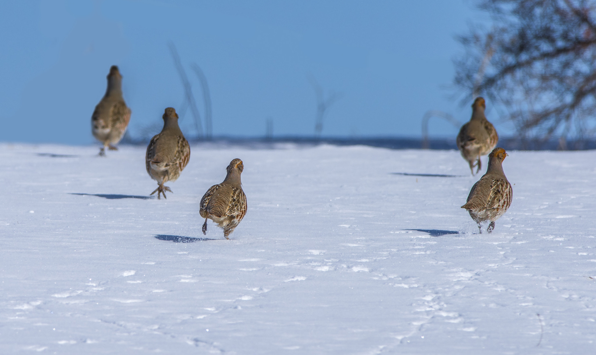 Nikon D810 sample photo. Grey partridge / perdix perdix photography