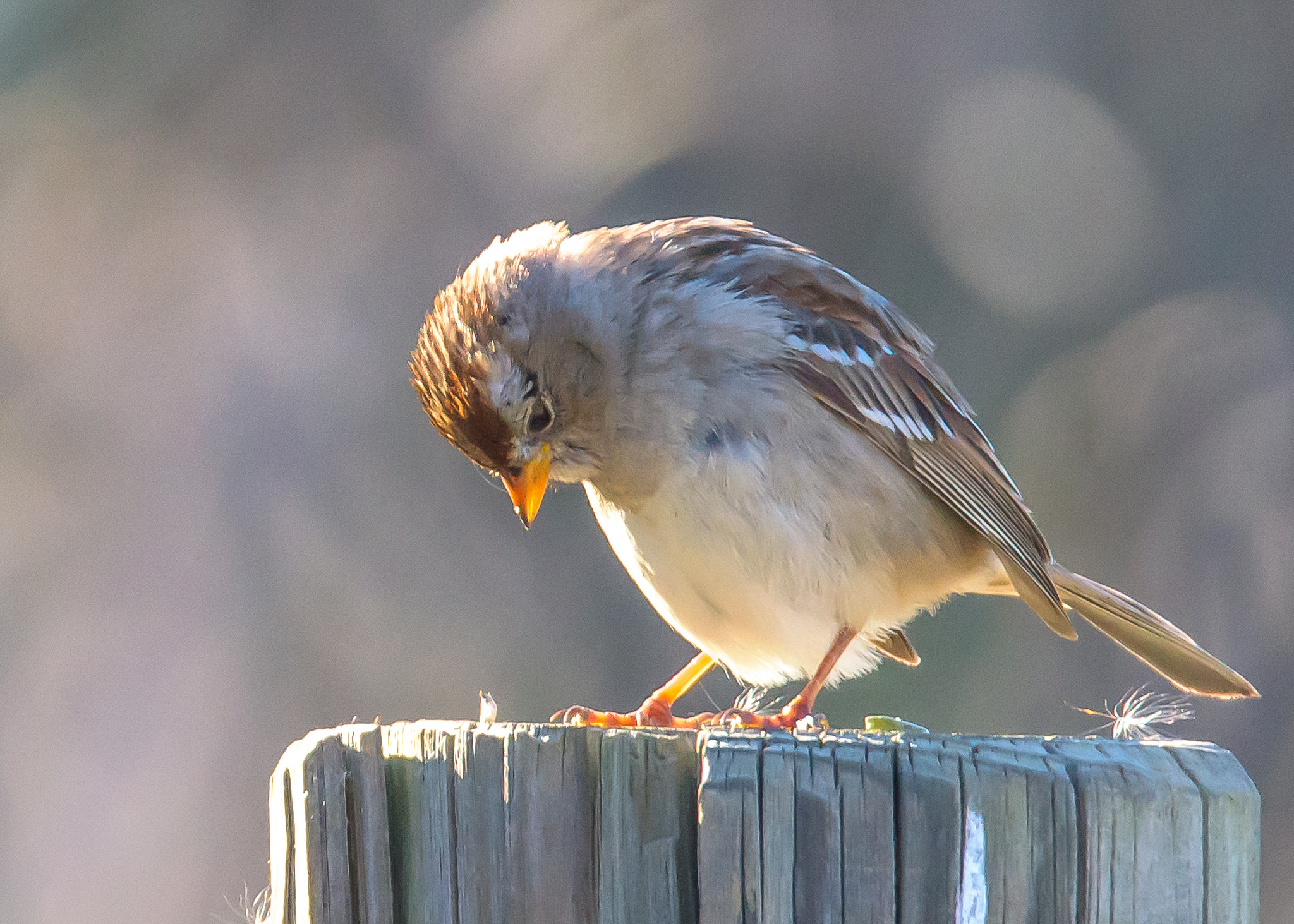 Nikon D810 sample photo. Little swallow photography