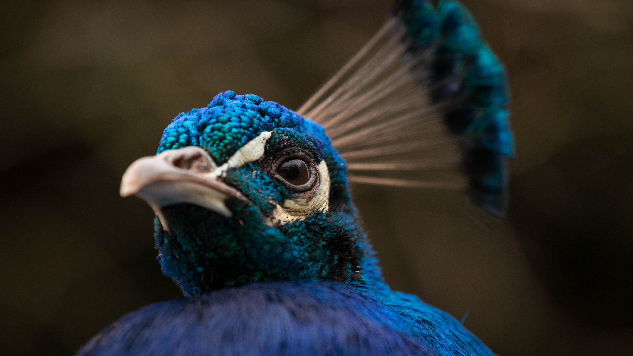 Canon EOS 80D + Canon EF 70-200mm F4L USM sample photo. Eye of the beholder. photography