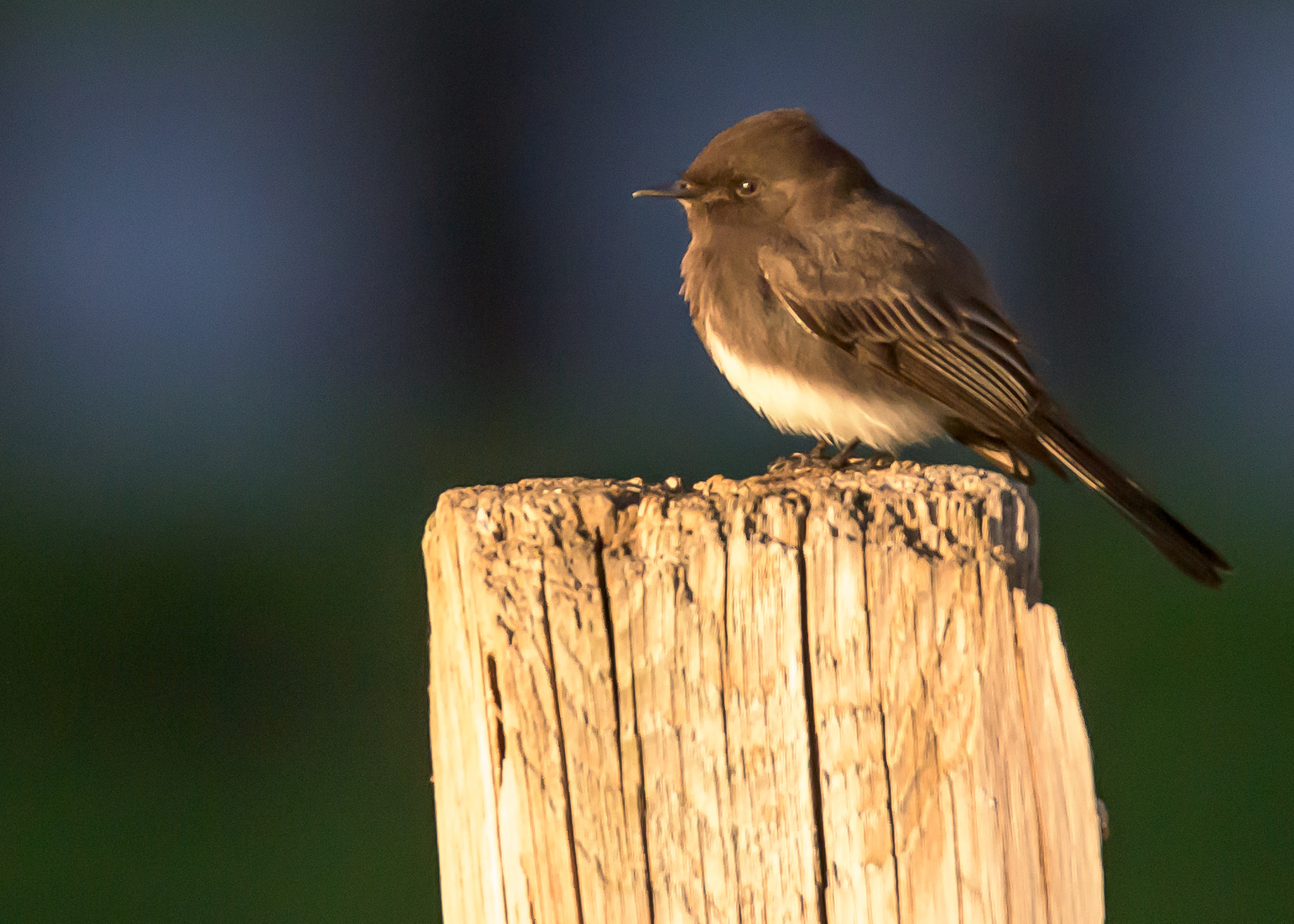 Nikon D810 sample photo. Black phoebe photography