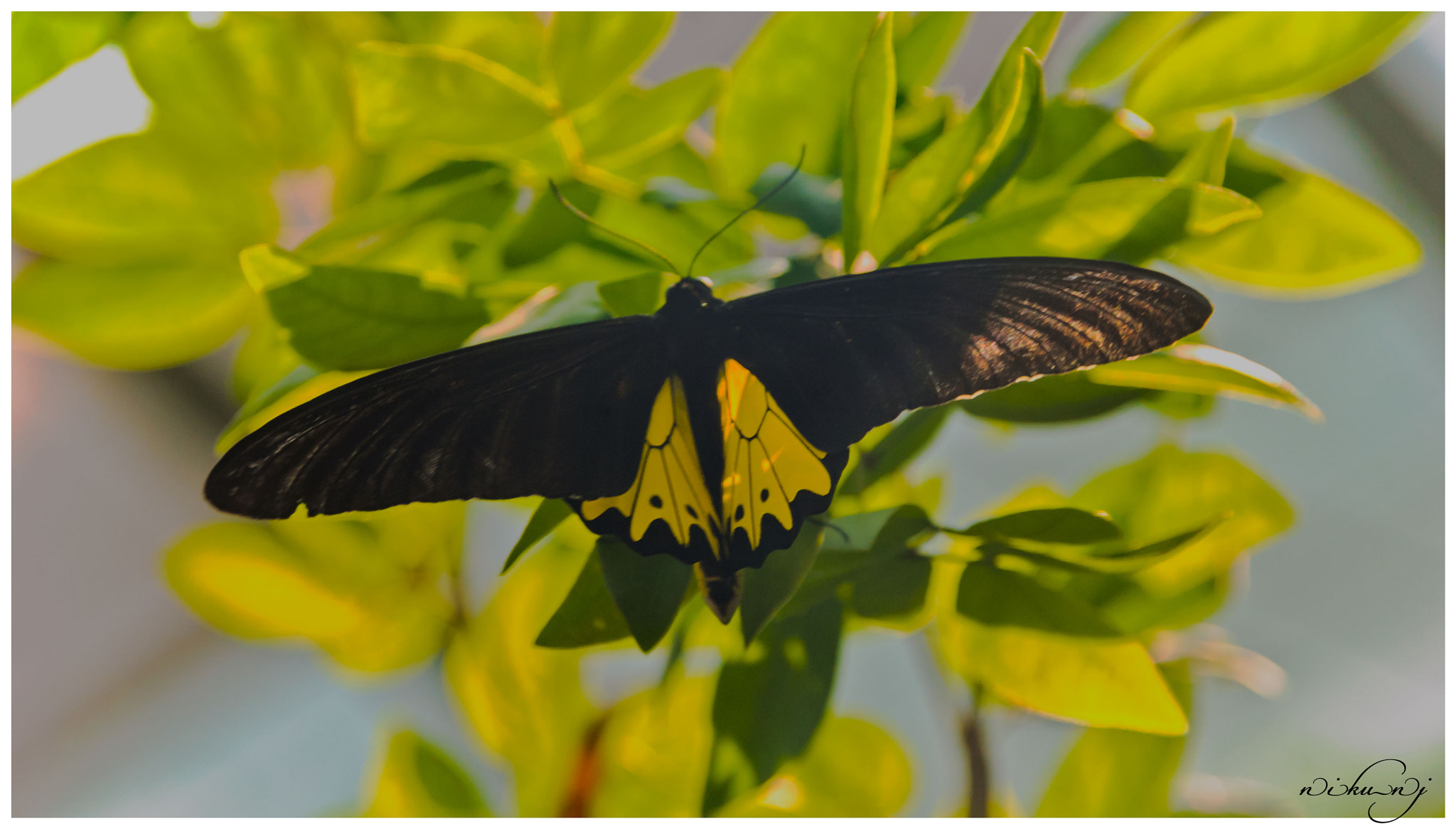 Nikon D60 + Sigma 18-200mm F3.5-6.3 DC sample photo. Southern birdwing photography