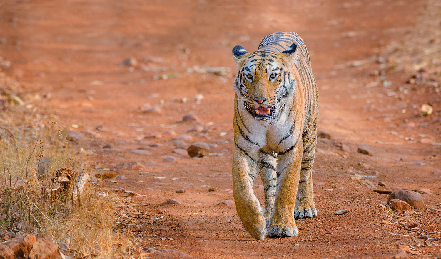 Nikon D7000 + Nikon AF-S Nikkor 500mm F4G ED VR sample photo. Maya @ tadoba photography