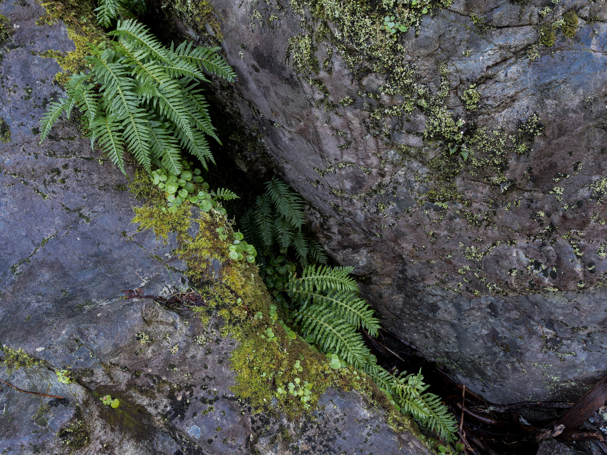 Pentax 645Z + HD Pentax-D FA645 35mm F3.5 AL [IF] sample photo. Sword ferns, bryophytes, & lichens photography