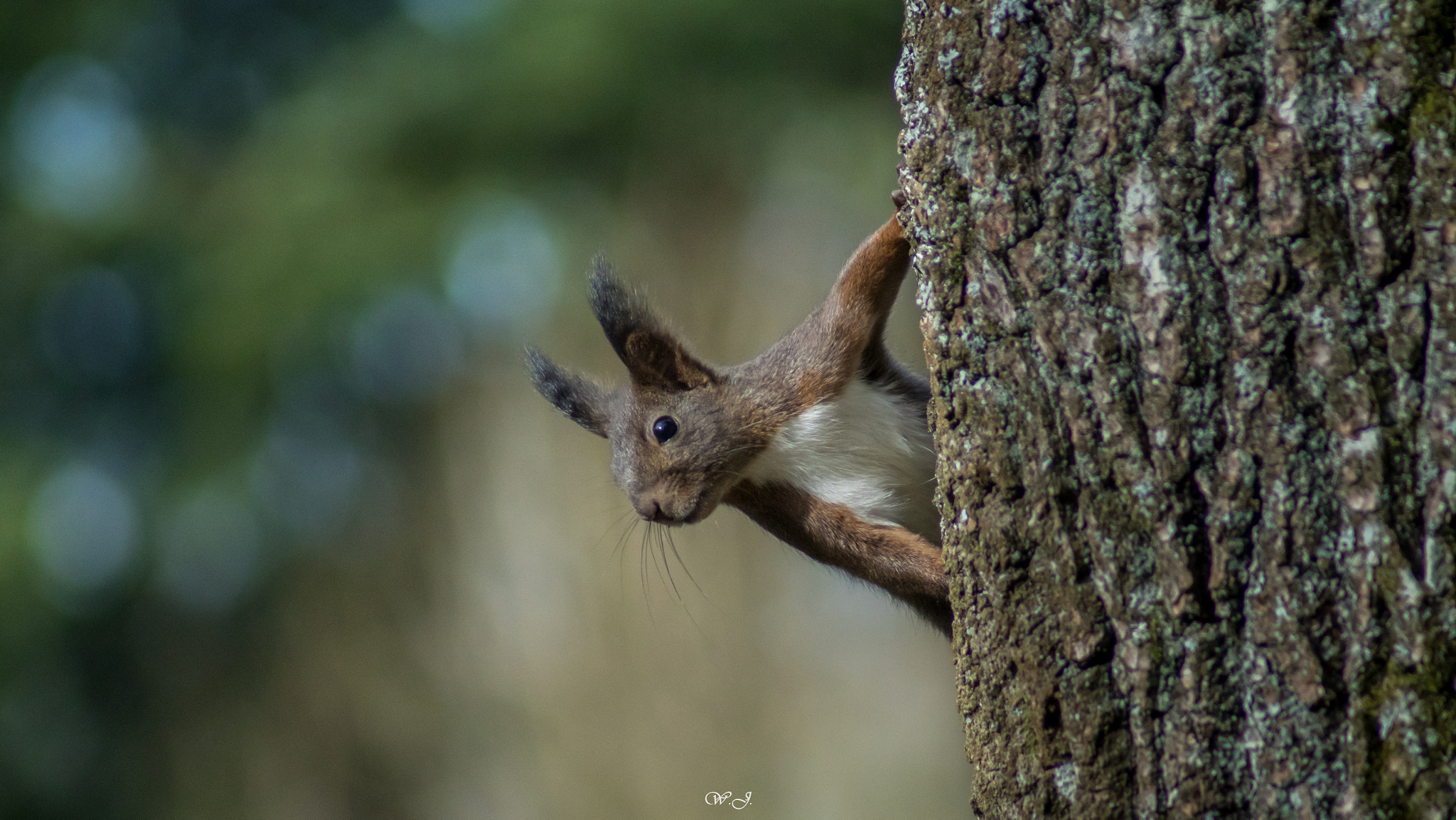 Sony 75-300mm F4.5-5.6 sample photo. Squirrel photography