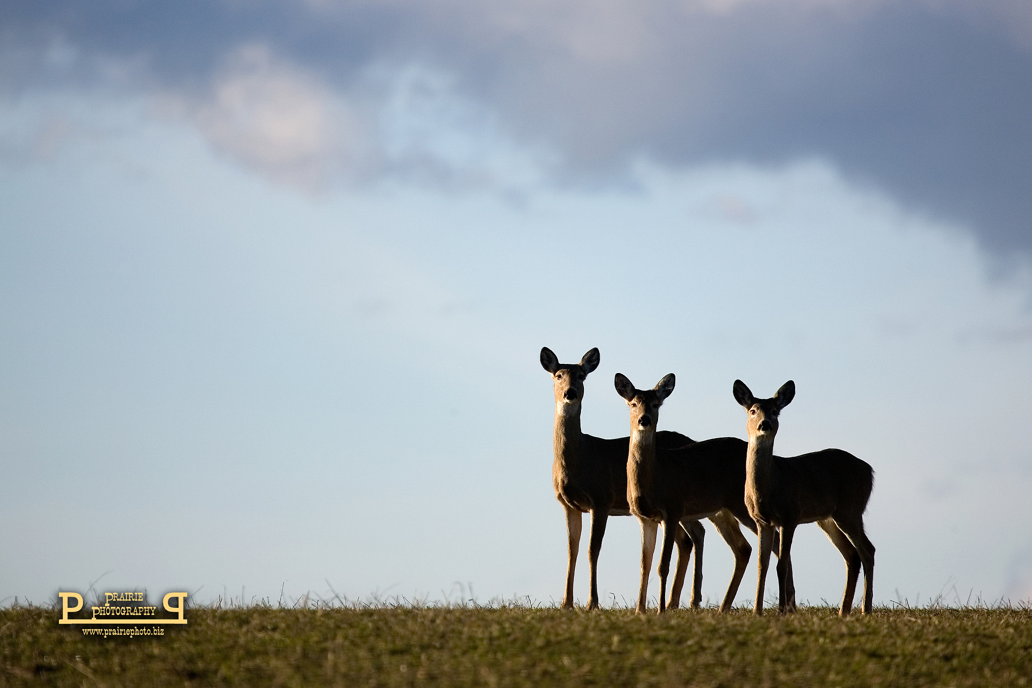 Canon EOS-1D Mark II N + Canon EF 100-400mm F4.5-5.6L IS USM sample photo. Doe and fawns photography