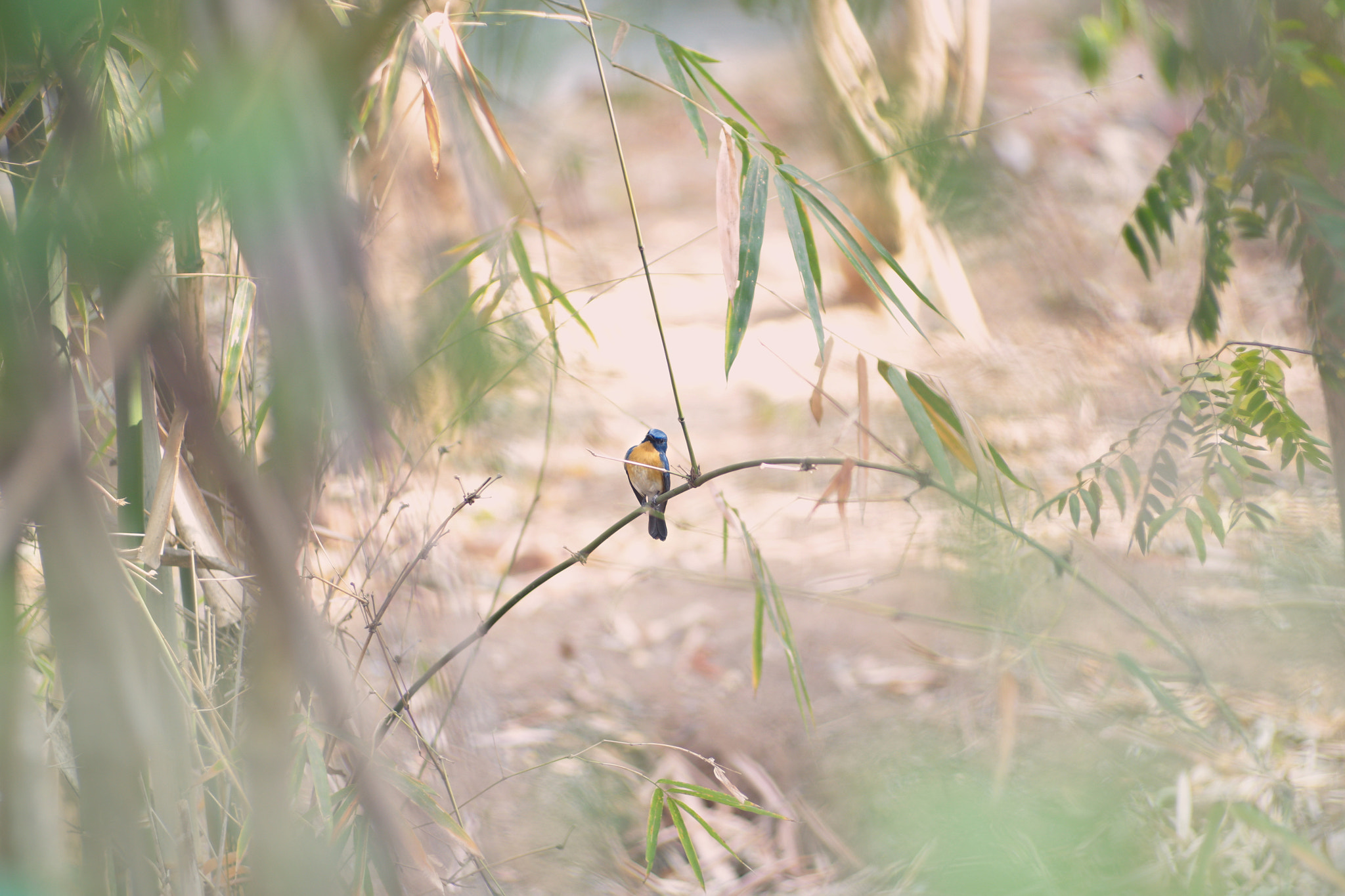 Canon EF 35-80mm f/4-5.6 sample photo. 6d with tair 11a photography