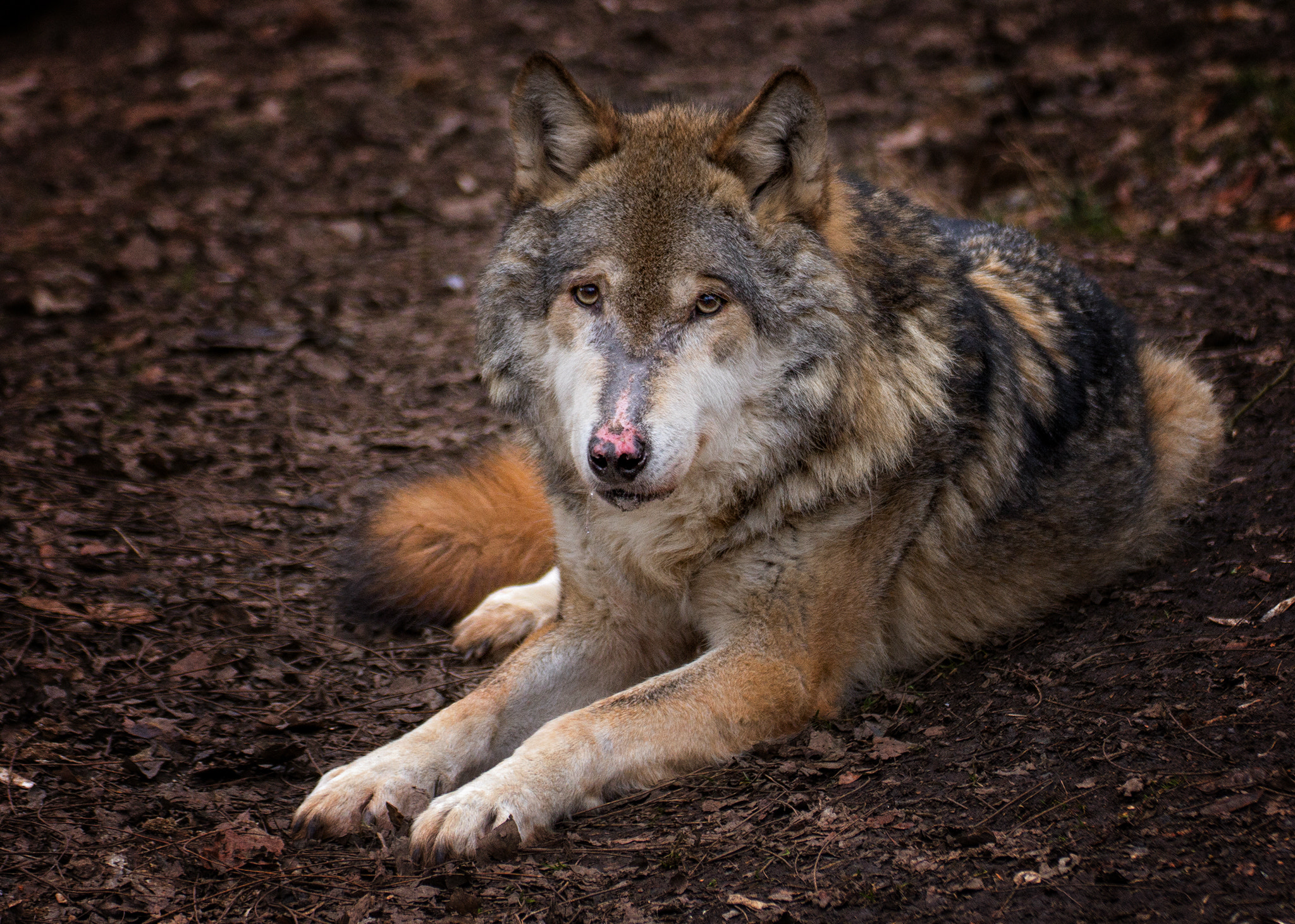 Canon EOS 60D + Tamron SP 70-300mm F4-5.6 Di VC USD sample photo. Eurasian wolf photography