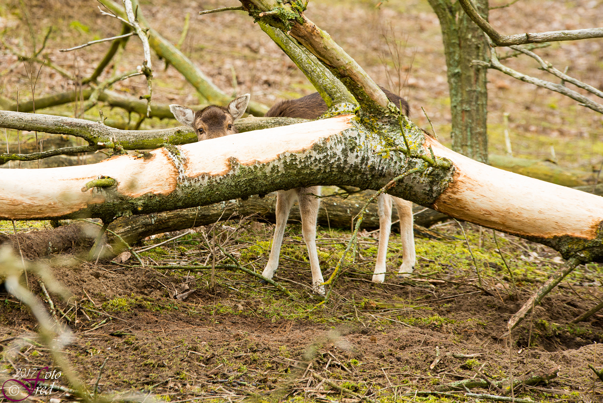 Nikon D800 + Sigma 70-200mm F2.8 EX DG OS HSM sample photo. Trying to hide? photography