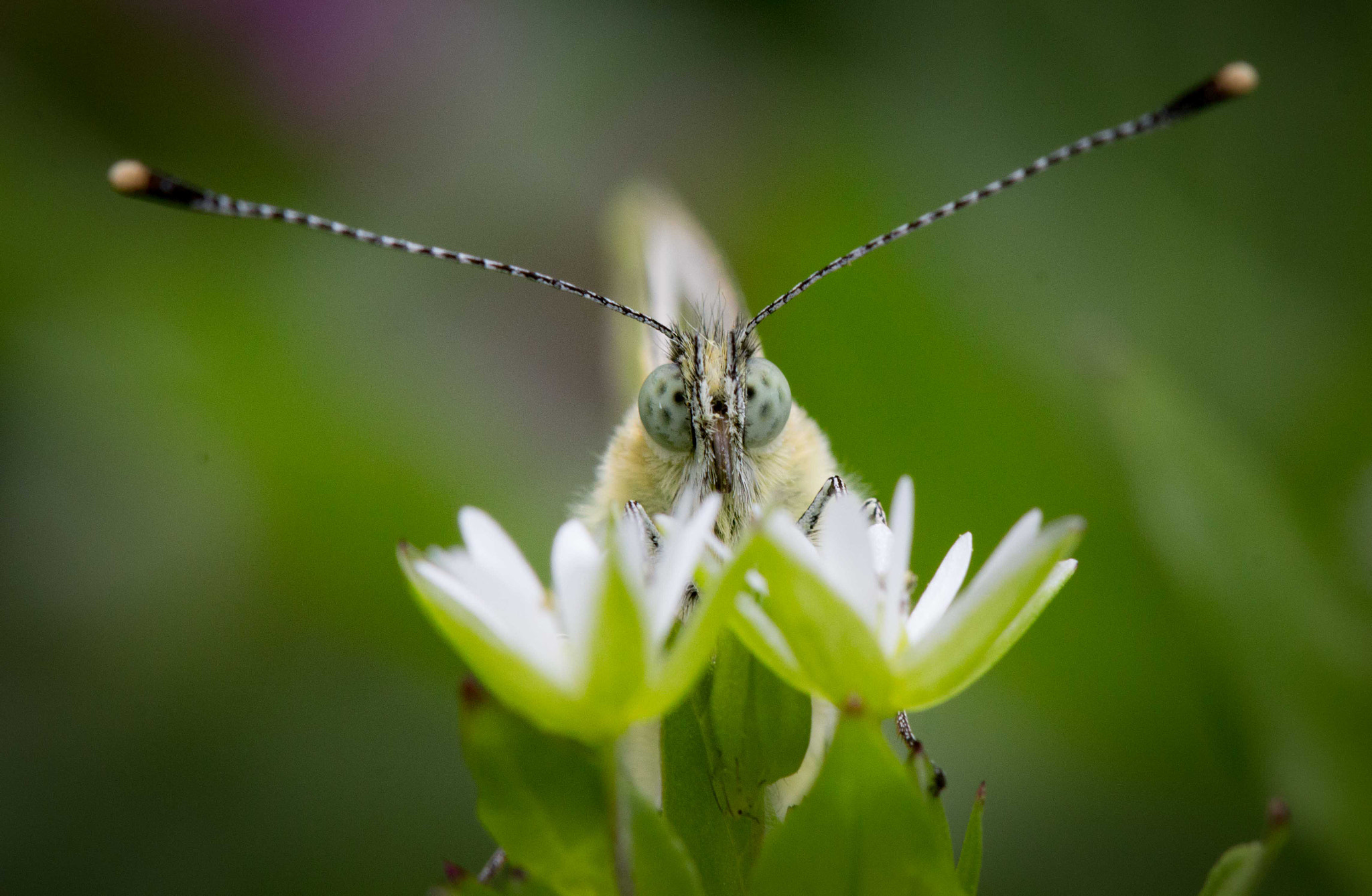 Canon EF 100mm F2.8 Macro USM sample photo. Buttyerfly photography