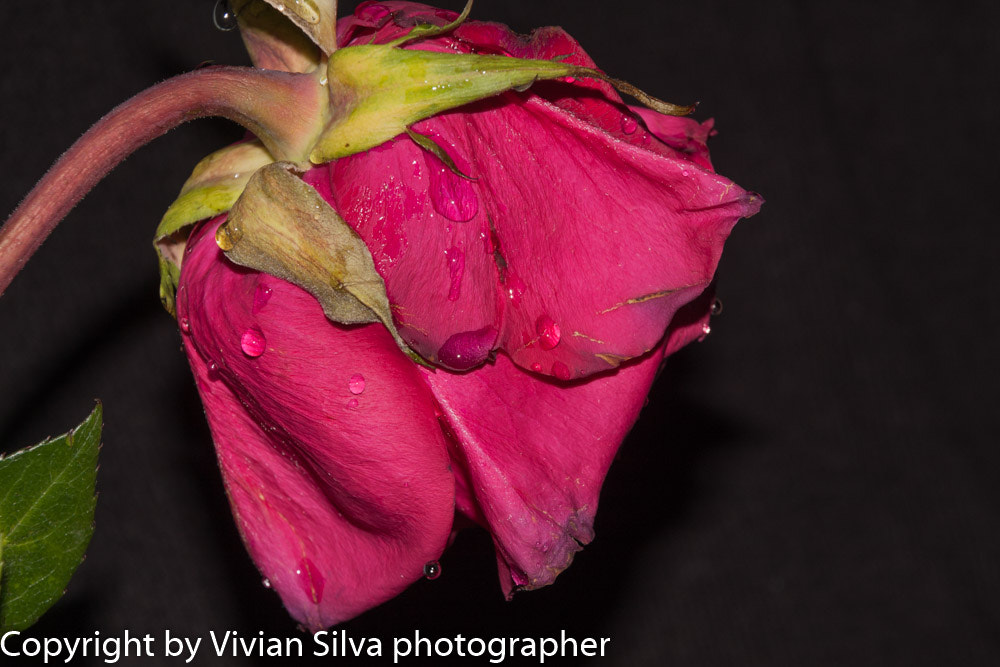 Canon EOS 40D sample photo. Rose photography