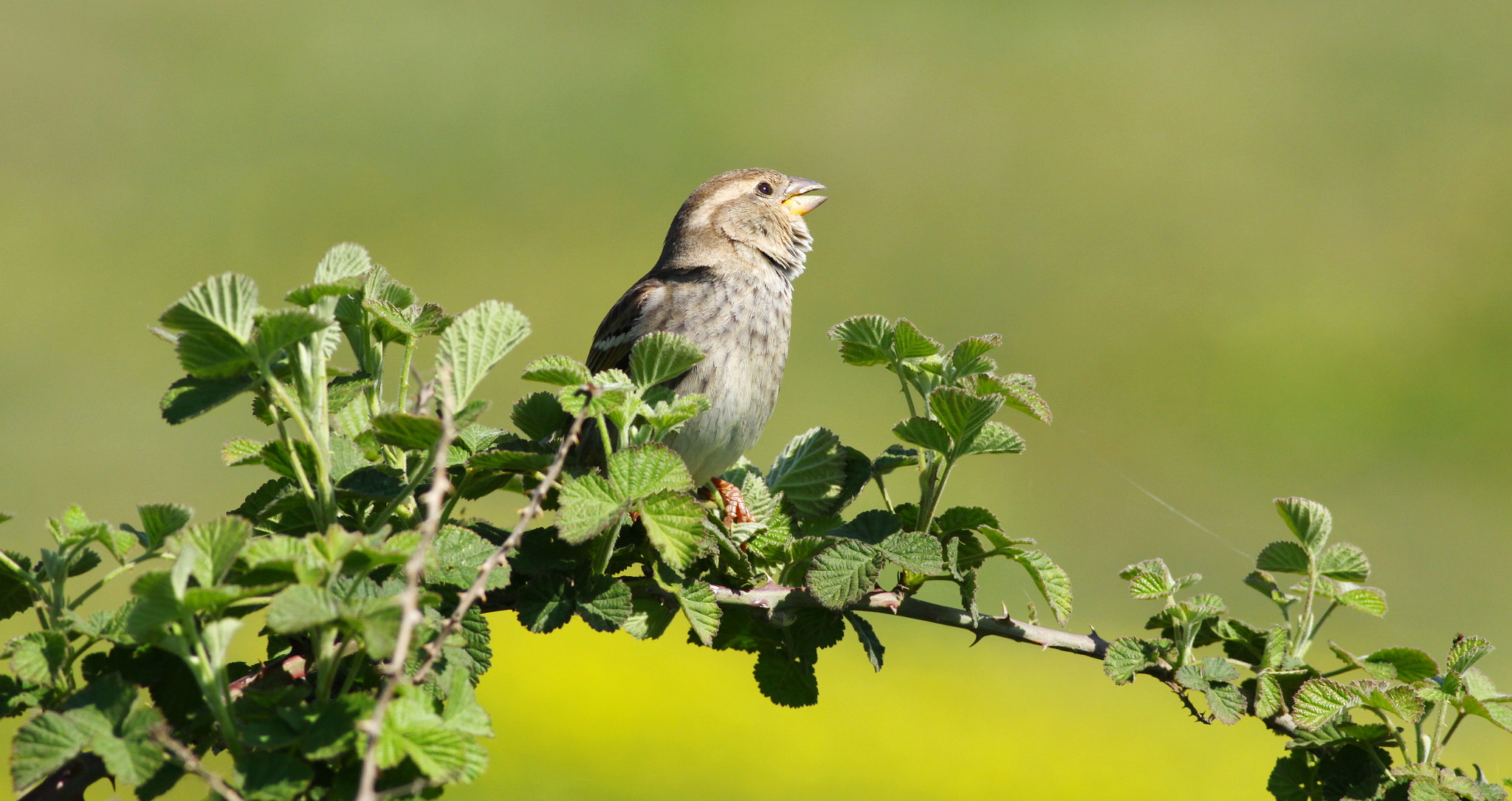 Canon EOS 50D + Canon EF 400mm F5.6L USM sample photo. Singing sparrow photography