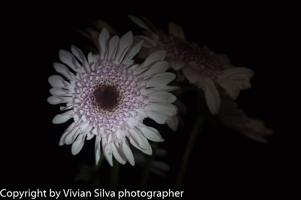 Canon EOS 40D sample photo. White daisy photography