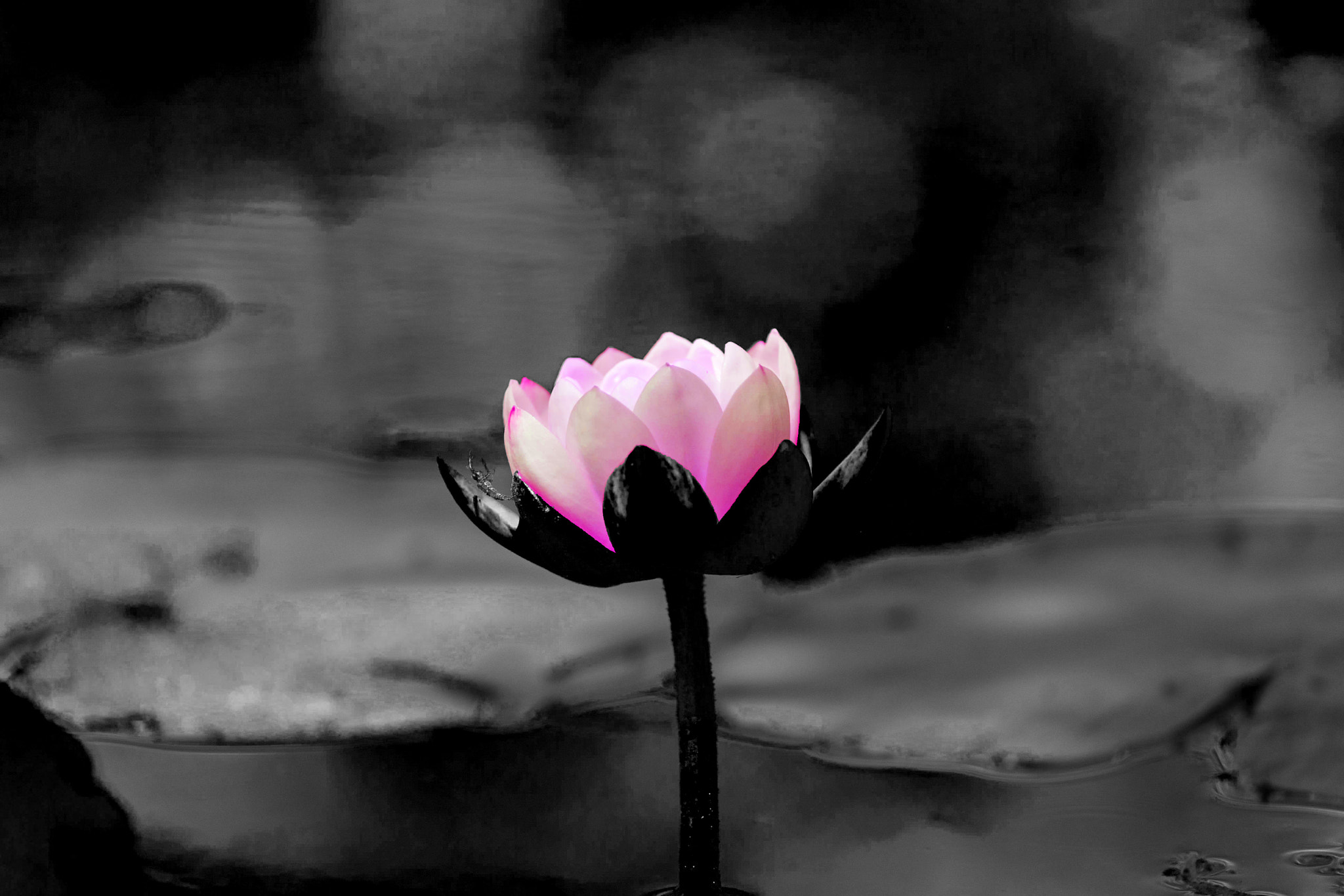 Canon EOS-1D Mark III sample photo. Pink lilly photography