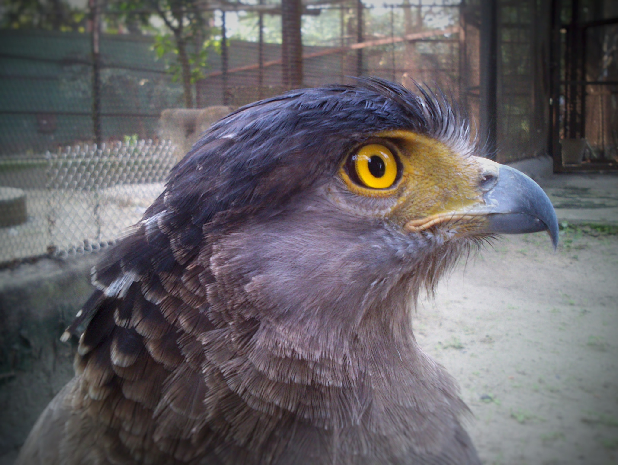 Sony Xperia U sample photo. Wing less photography