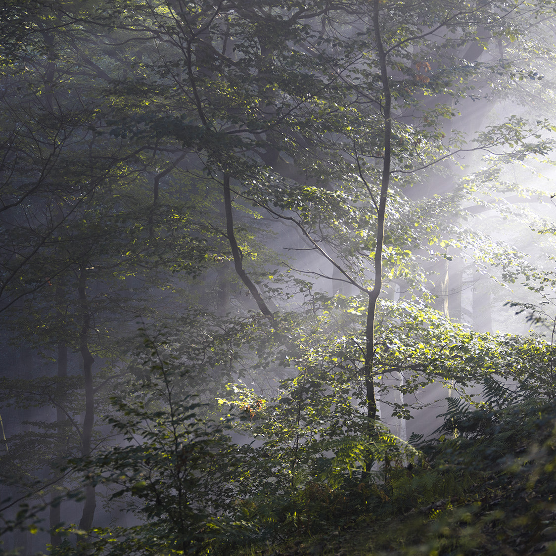 Canon EF 70-200mm F4L USM sample photo. Misty chevin photography