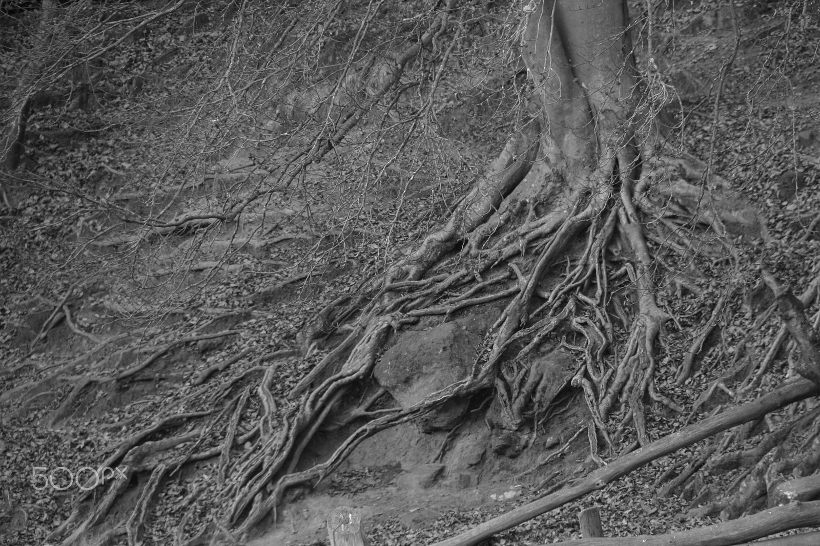 Canon EOS 400D (EOS Digital Rebel XTi / EOS Kiss Digital X) sample photo. Roots photography