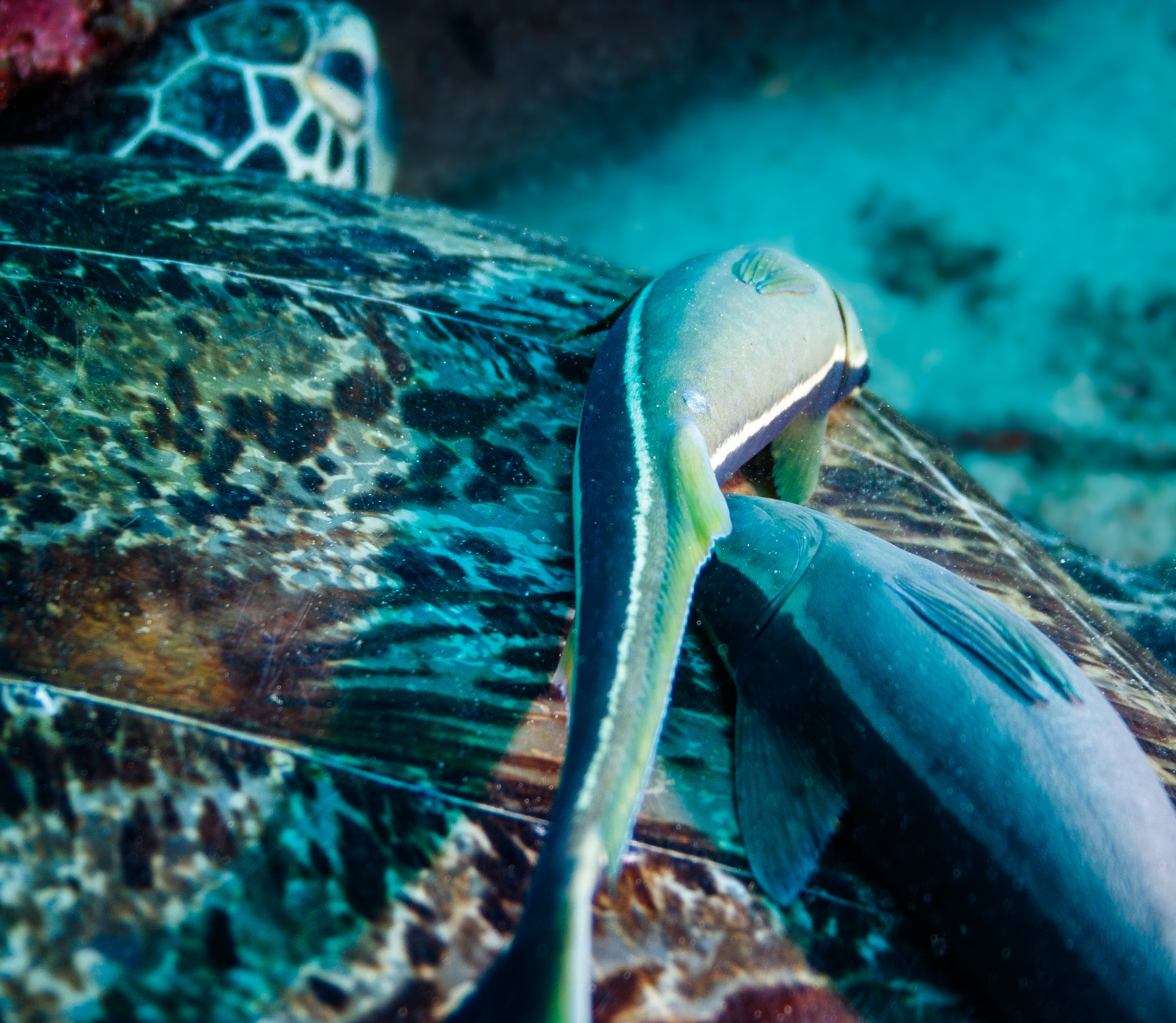 Canon EF-S 18-55mm F3.5-5.6 II sample photo. Turtle and remora photography