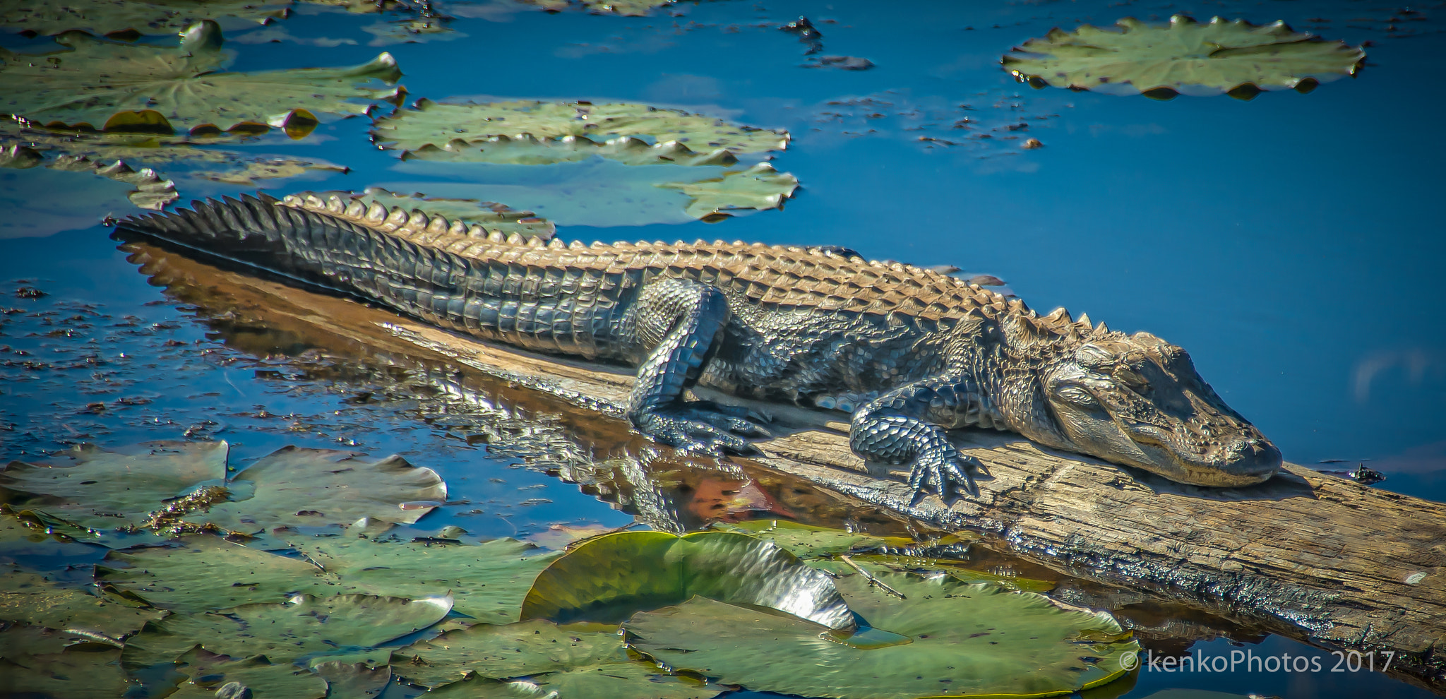 Sigma 18-250mm F3.5-6.3 DC Macro OS HSM sample photo. Alligator in the savannah nwr photography