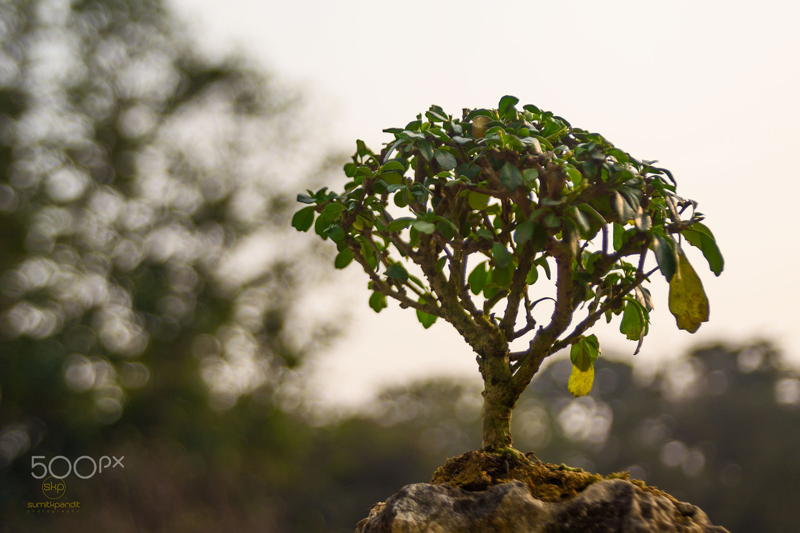 AF Zoom-Nikkor 28-105mm f/3.5-4.5D IF sample photo. Tree photography