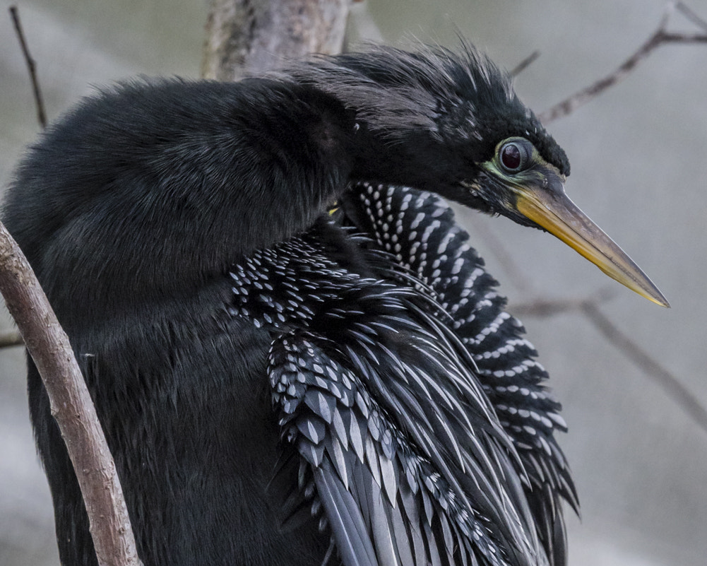 Nikon AF-S Nikkor 500mm F4E FL ED VR sample photo. Anhinga portrait photography