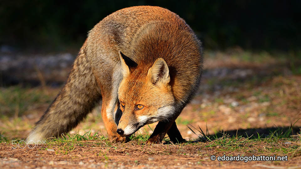 Nikon D610 + Nikon AF-S Nikkor 300mm F4D ED-IF sample photo. Fox attack photography