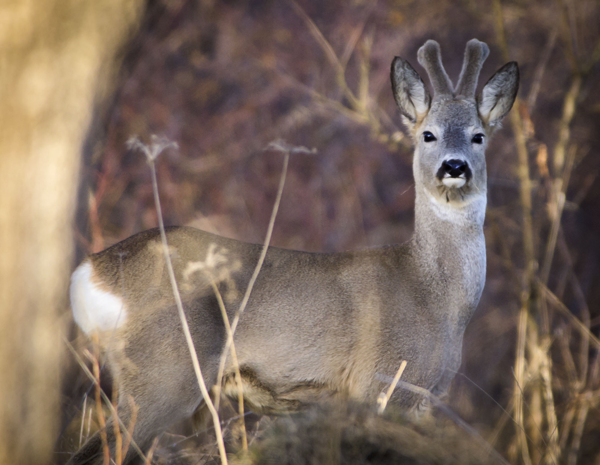 OLYMPUS 300mm Lens sample photo. Deer photography