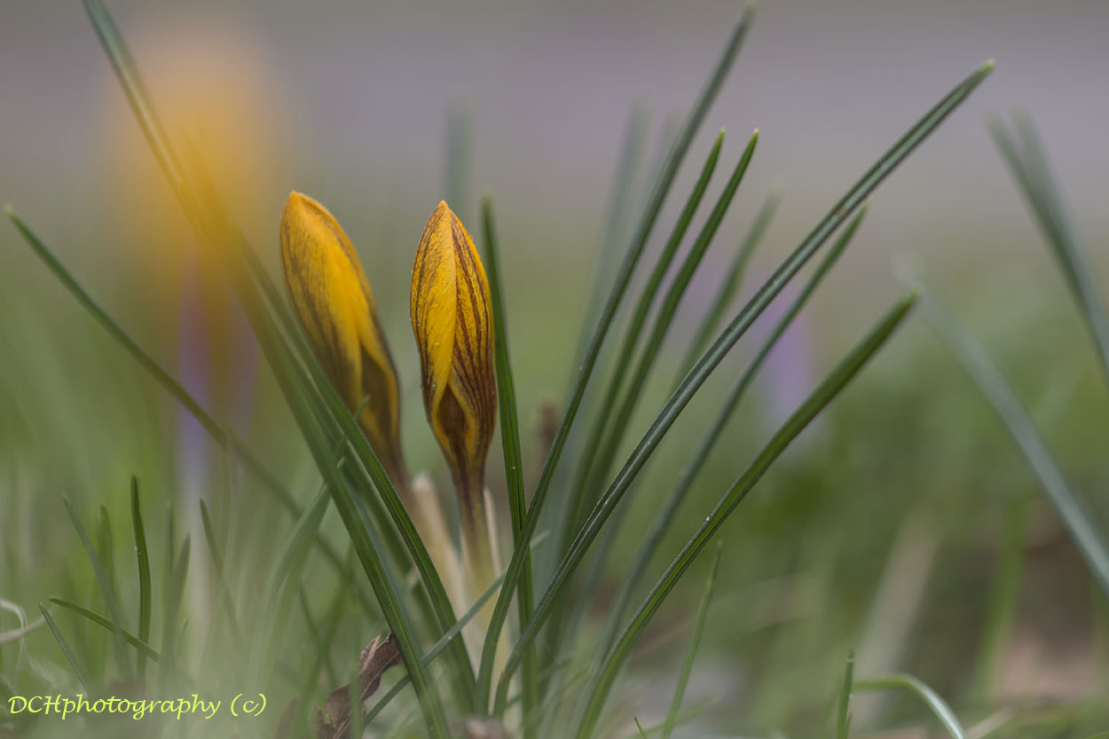 Canon EF 100mm F2.8L Macro IS USM sample photo. Just the two of us! photography