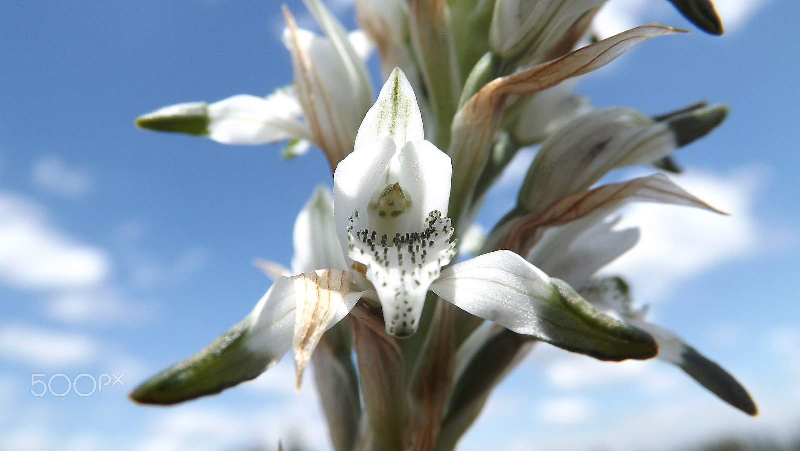 Fujifilm FinePix S4200 sample photo. Orquidea chilena photography