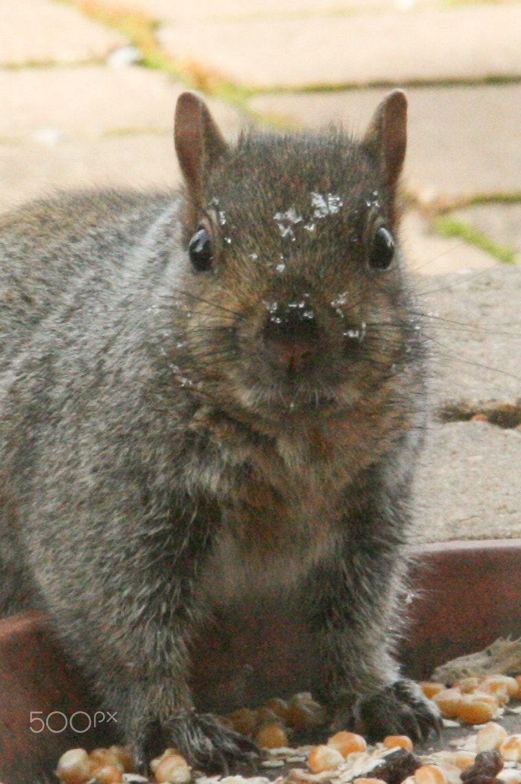 Canon EOS 400D (EOS Digital Rebel XTi / EOS Kiss Digital X) sample photo. Hungry squirrel photography