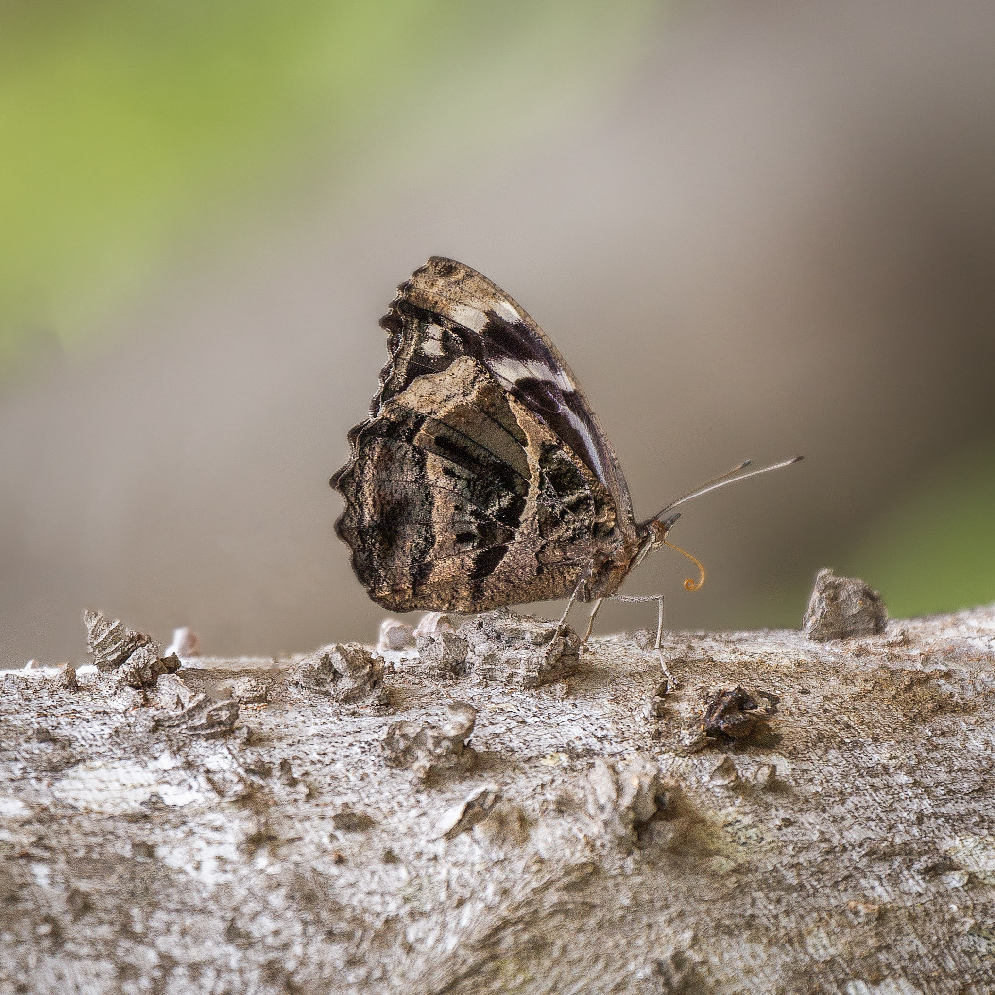 Canon EF 70-300mm F4-5.6L IS USM sample photo. Mexican bluewing photography