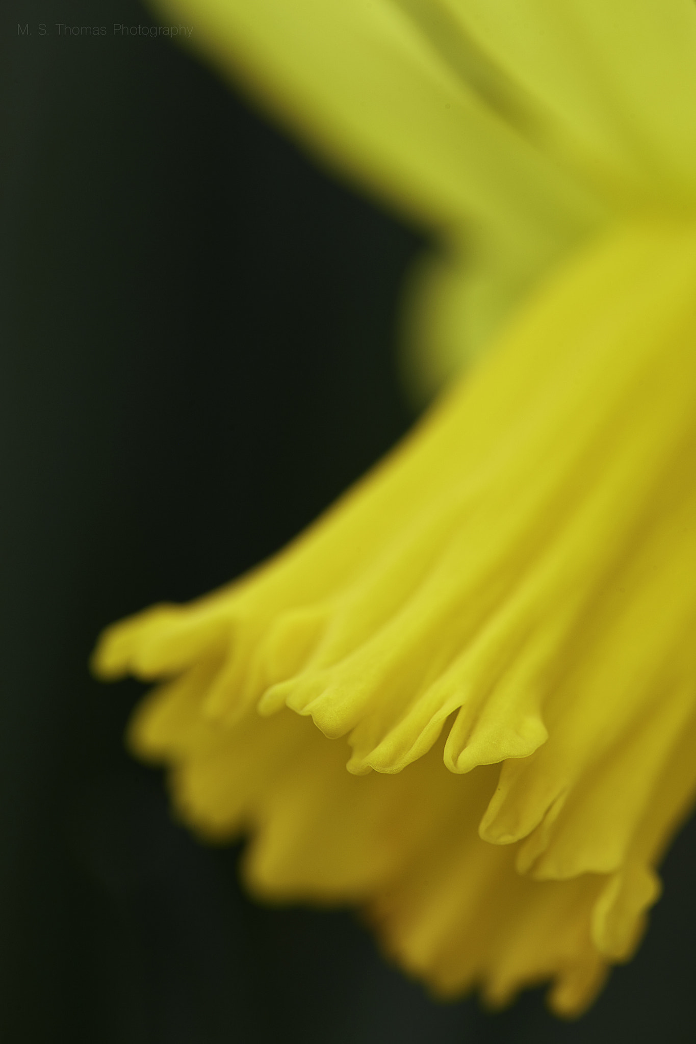 Canon EF 180mm F3.5L Macro USM sample photo. Smile photography