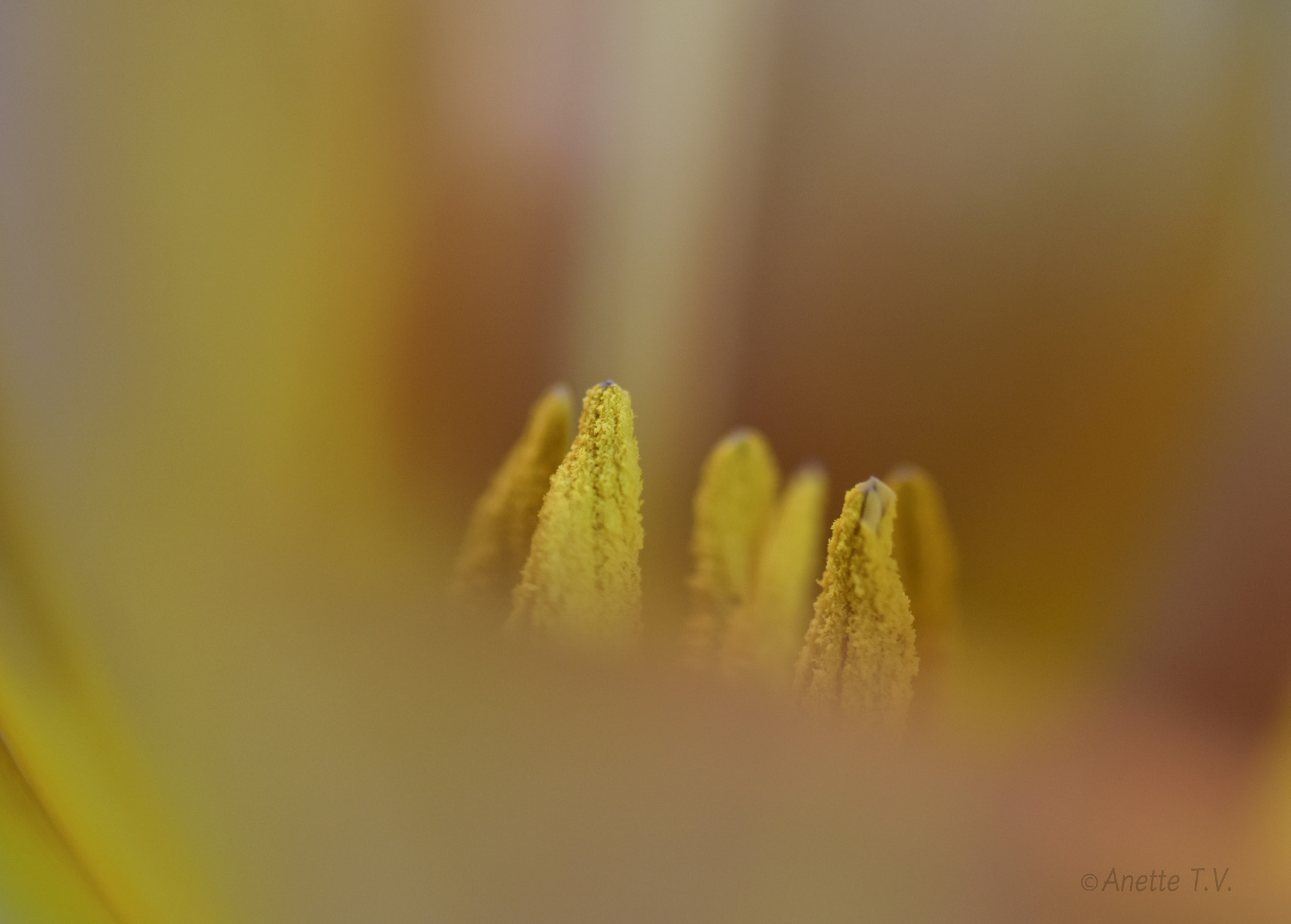 Nikon AF-S Micro-Nikkor 105mm F2.8G IF-ED VR sample photo. Magical tulip .. photography
