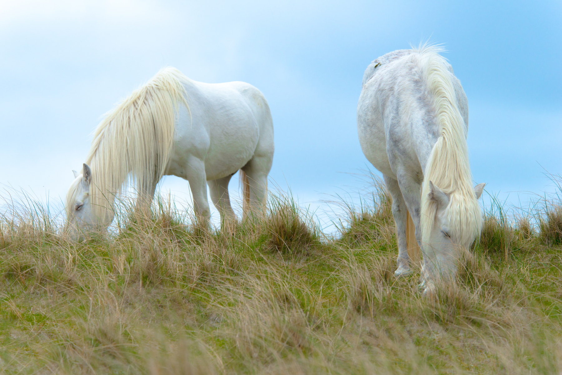Nikon D800 sample photo. Mates photography
