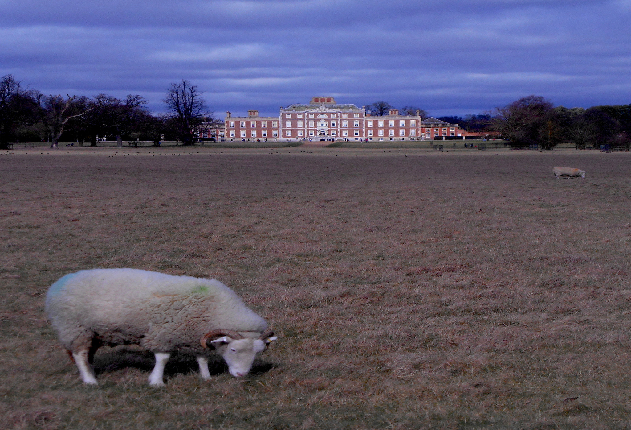 Nikon COOLPIX S3400 sample photo. Sheep and house photography