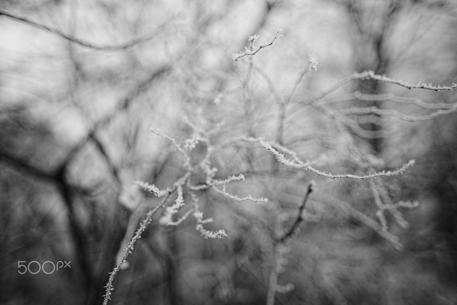 Fujifilm X-T1 sample photo. Frosty forrest photography