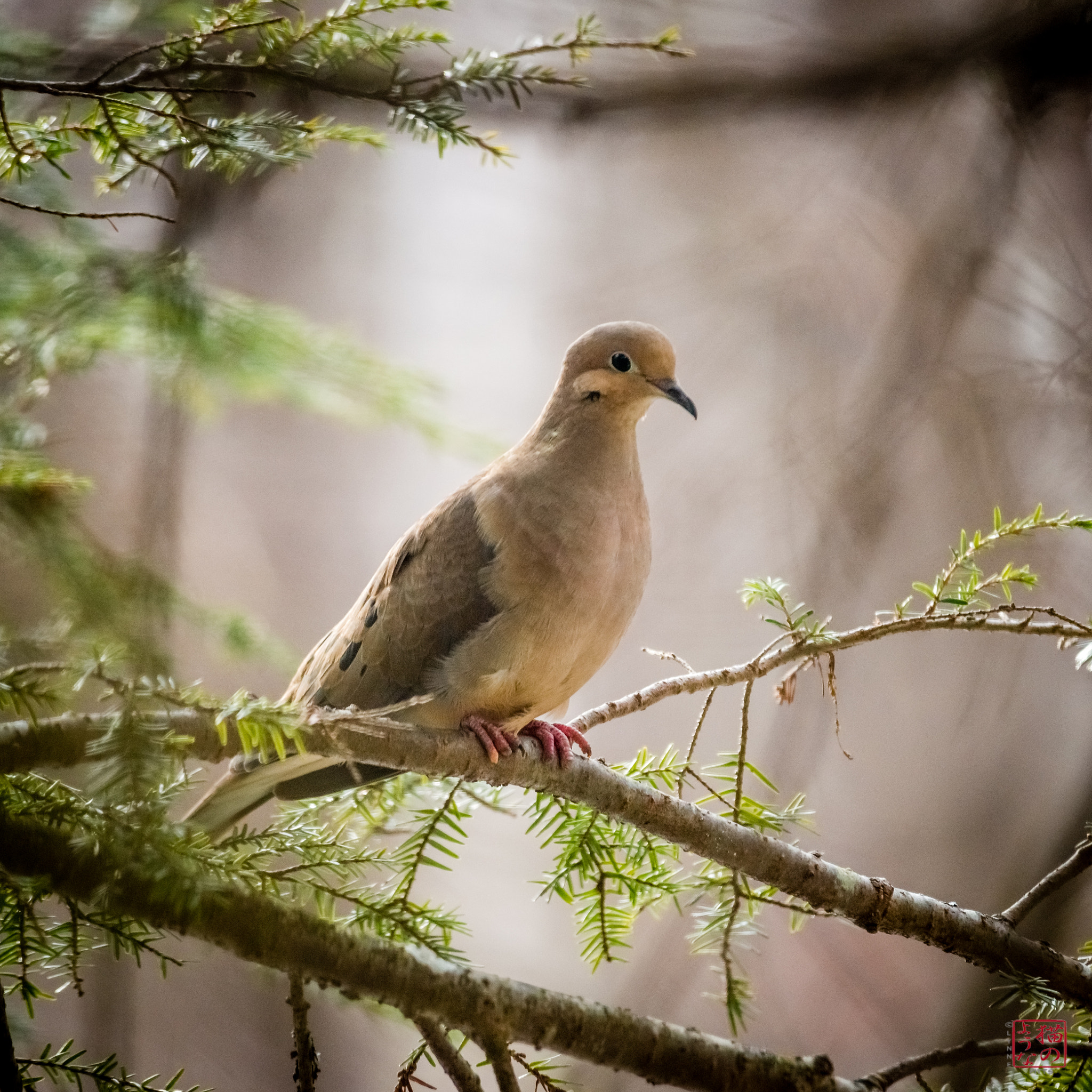 Nikon D800 sample photo. Dove 2 photography
