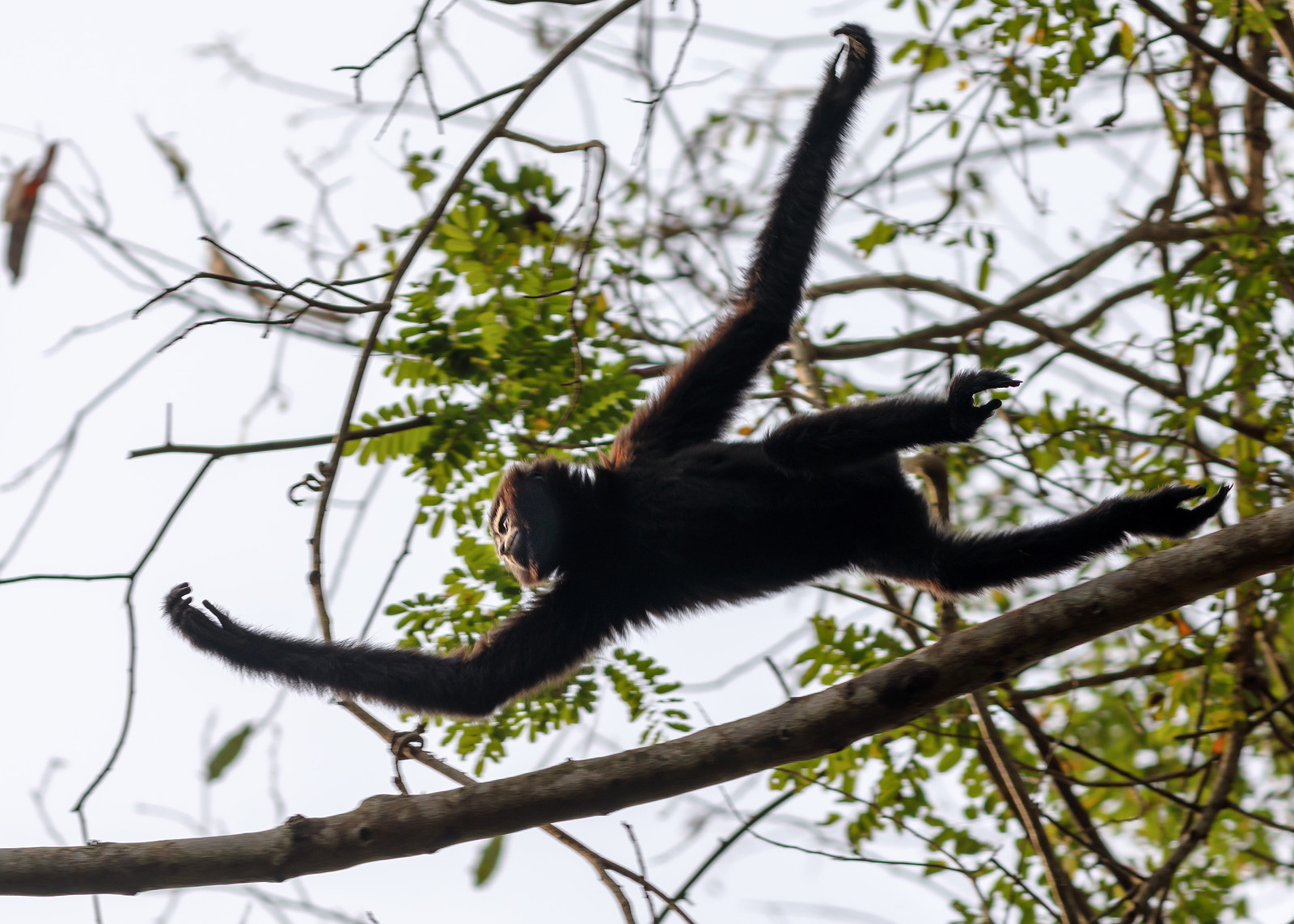 Canon EF 400mm F5.6L USM sample photo. Western hoollongapar gibbon (male) photography