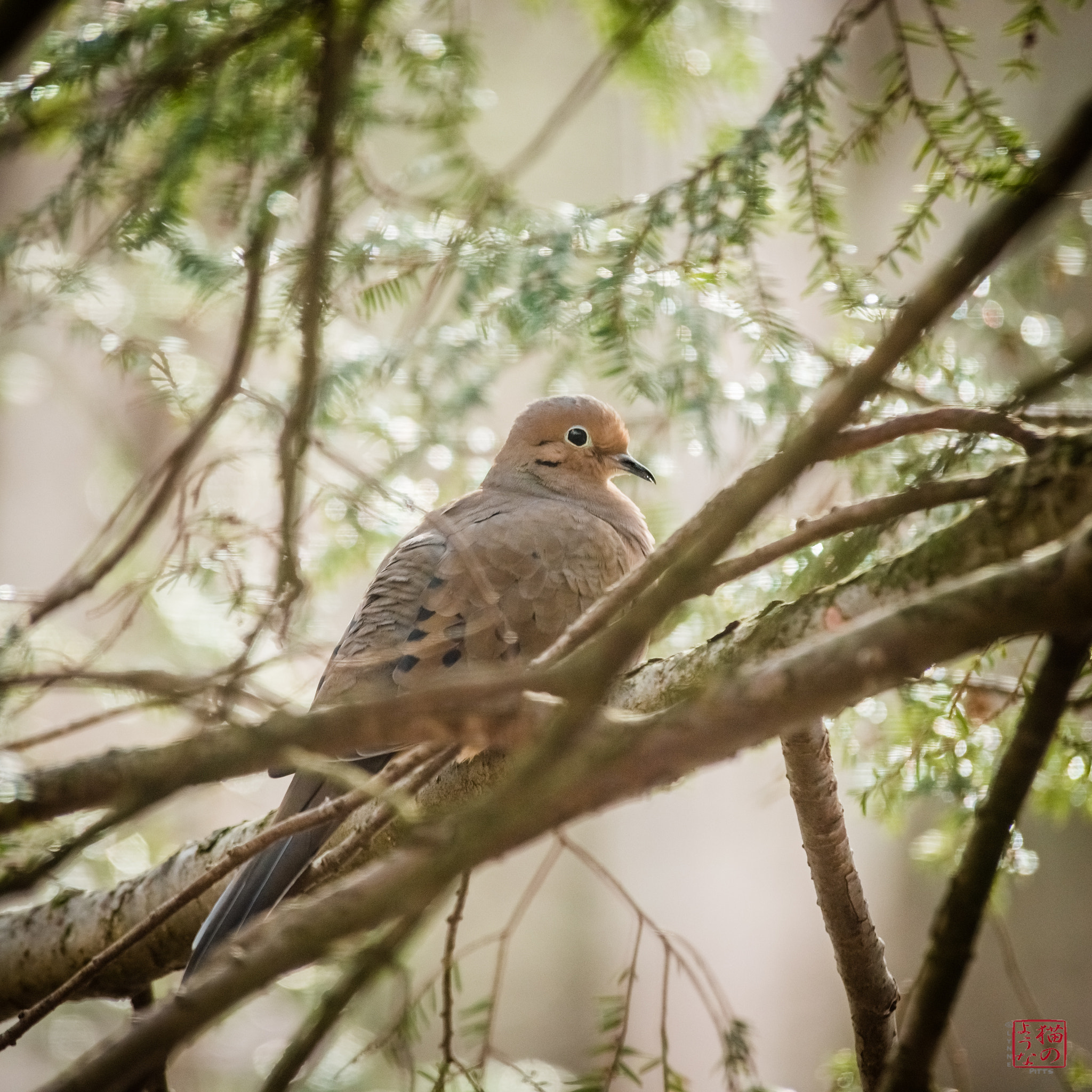 Nikon D800 sample photo. Dove 1 photography