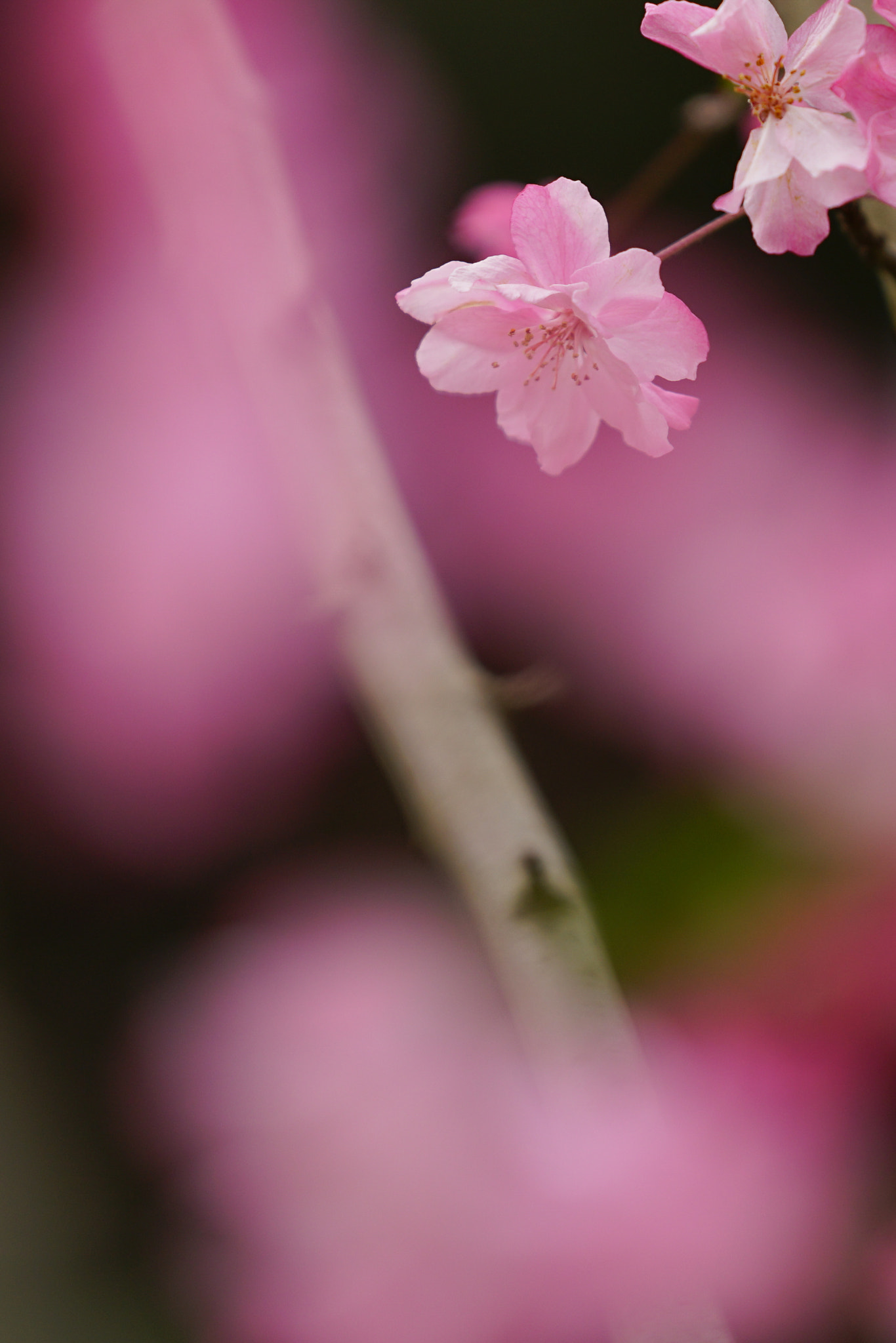 Sony FE 70-200mm F2.8 GM OSS sample photo