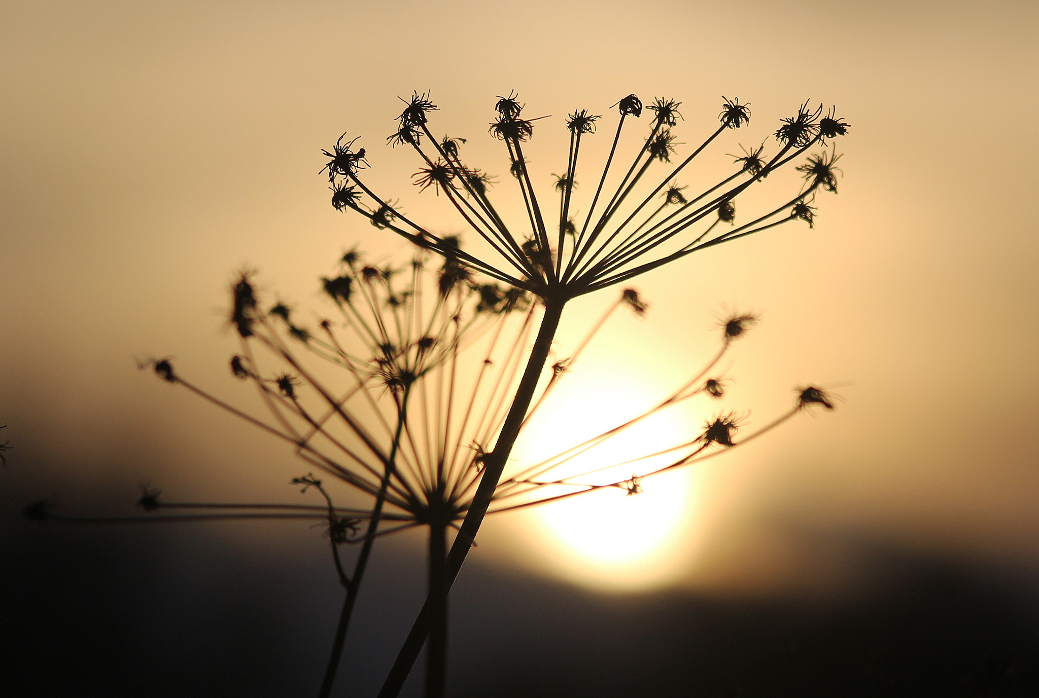 Canon EOS 100D (EOS Rebel SL1 / EOS Kiss X7) sample photo. Flowers in the sunset photography