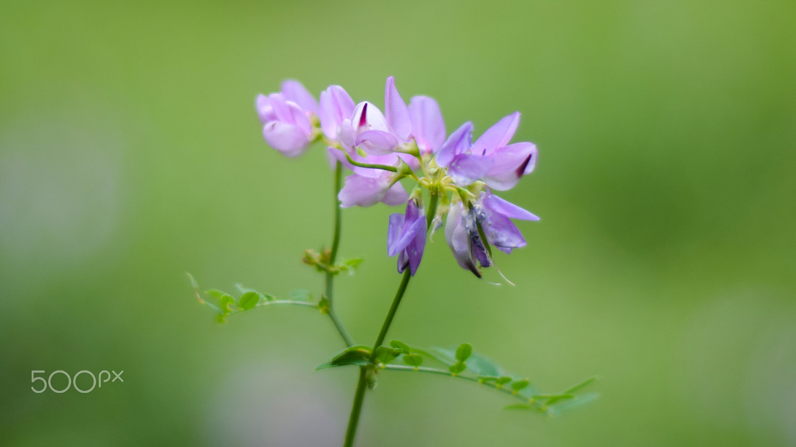 Nikon D5300 + Nikon AF Nikkor 50mm F1.8D sample photo. Spring flower photography