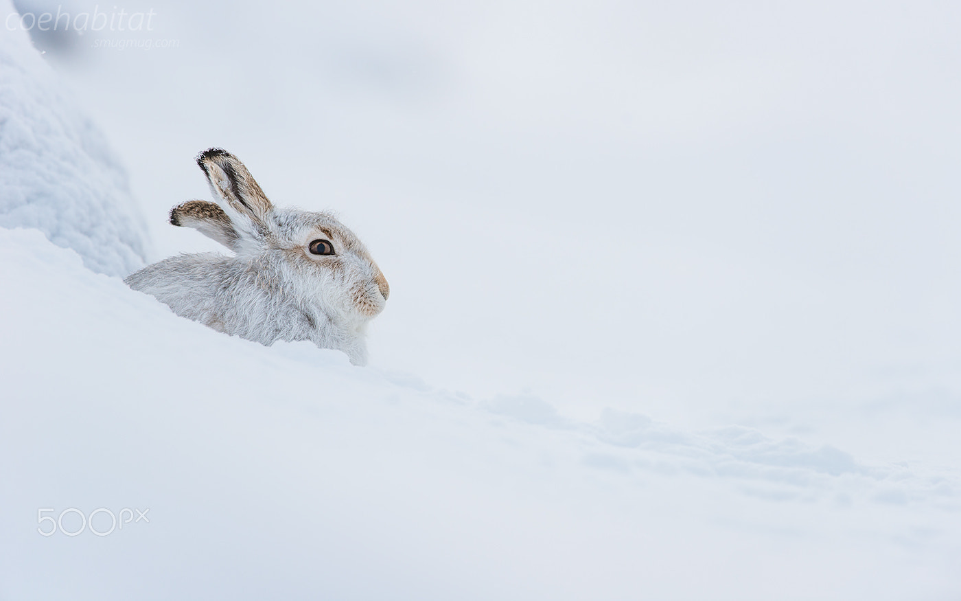 Nikon D800 sample photo. Mountain hare photography