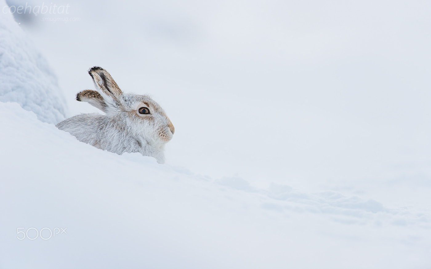 Nikon D800 + Nikon AF-S Nikkor 200-400mm F4G ED-IF VR sample photo. Mountain hare photography