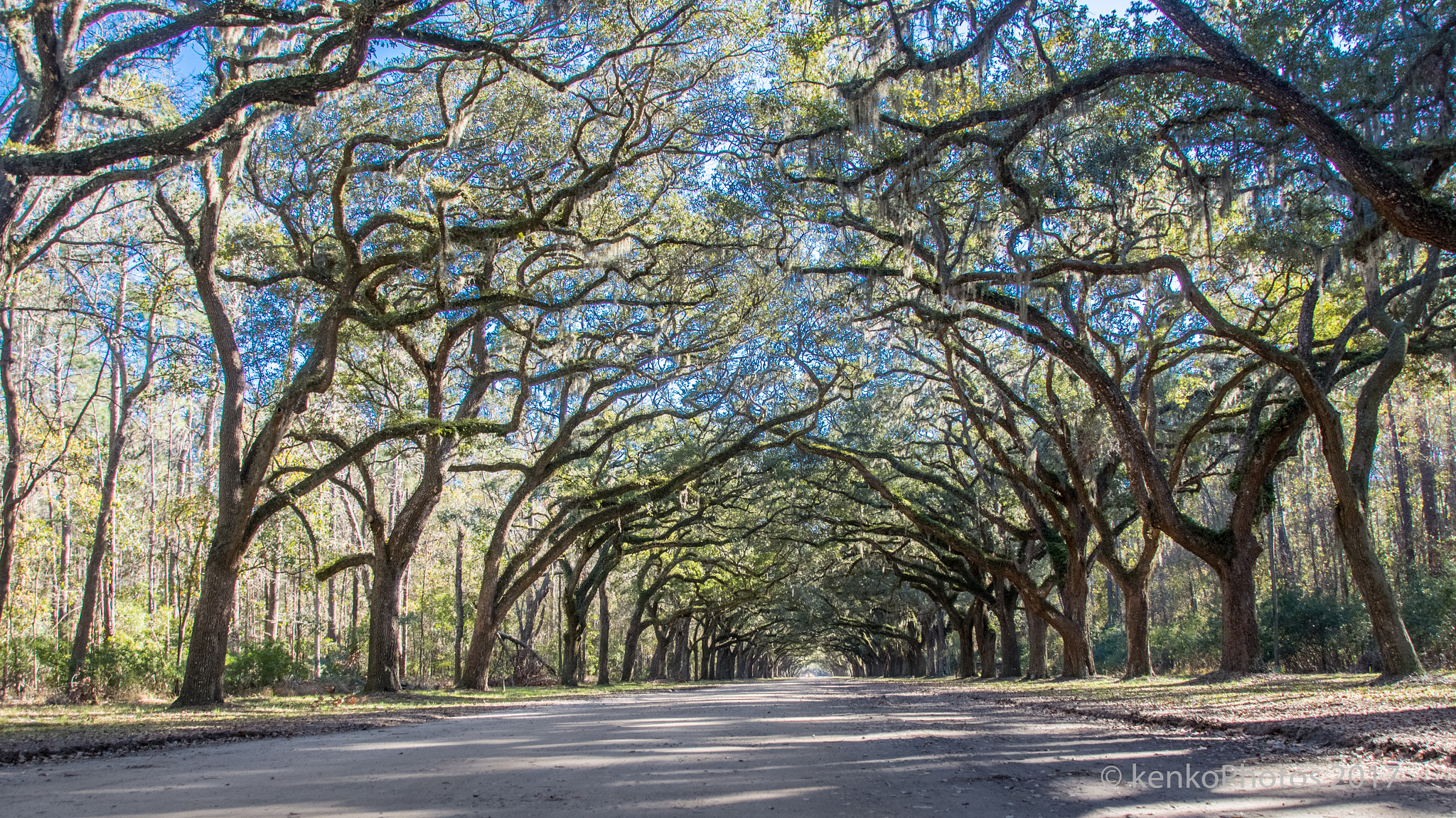 Sigma 18-250mm F3.5-6.3 DC Macro OS HSM sample photo. Wormsloe plantation oak tunnel photography