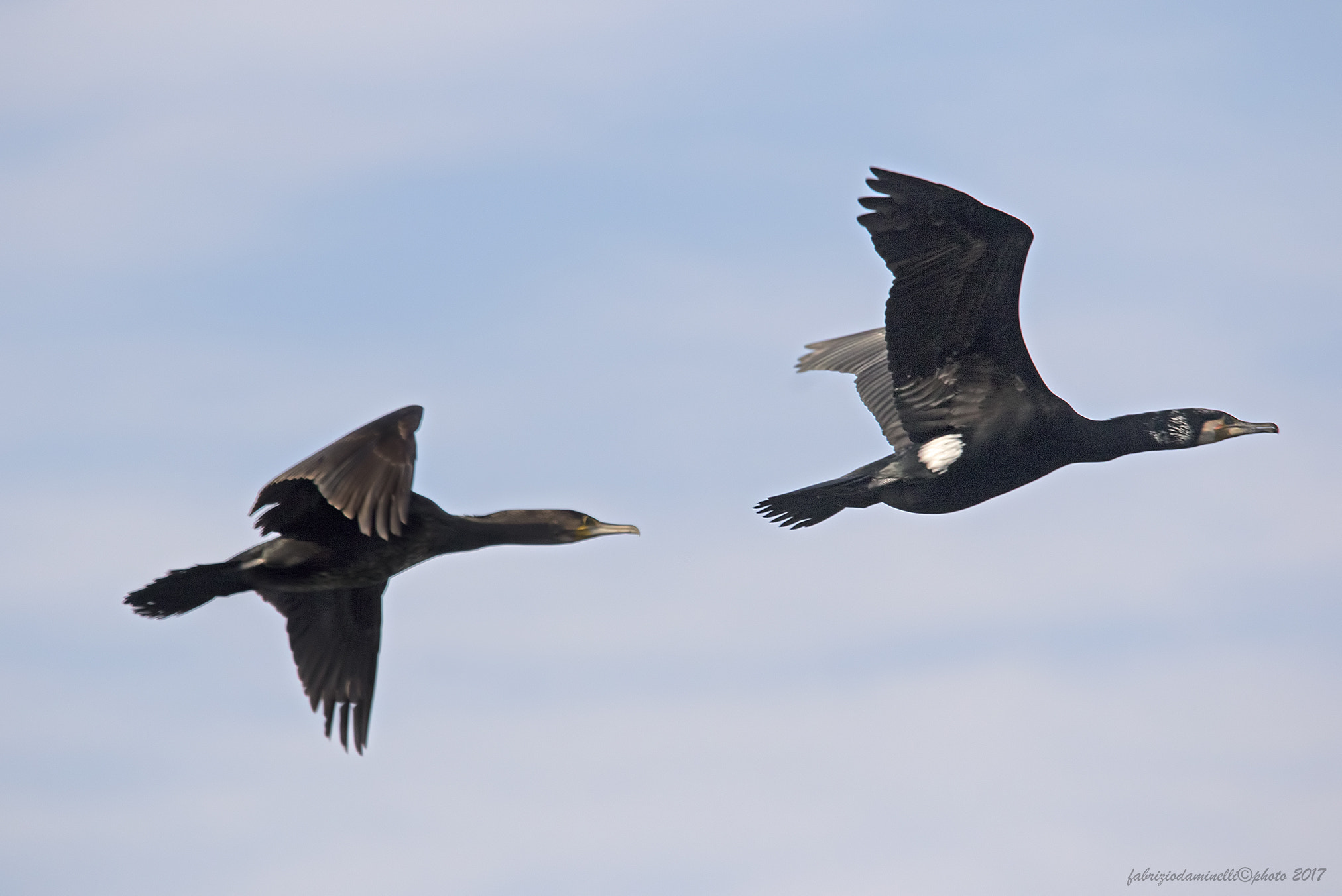 Sigma 150-500mm F5-6.3 DG OS HSM sample photo. Coppia di cormorani photography