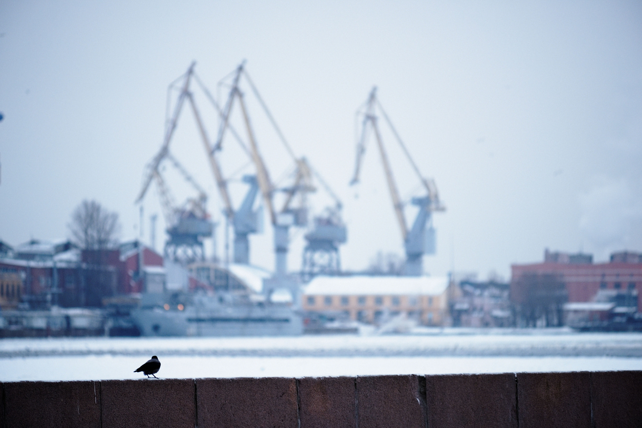 Minolta AF 80-200mm F2.8 HS-APO G sample photo. Birds photography