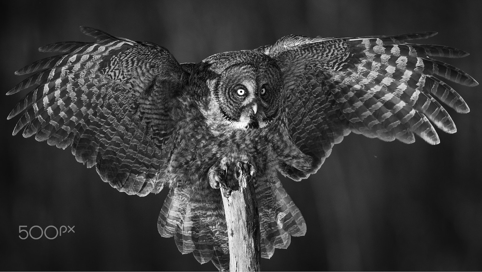 Canon EOS-1D X Mark II + Canon EF 500mm F4L IS II USM sample photo. Open wings - b&w photography